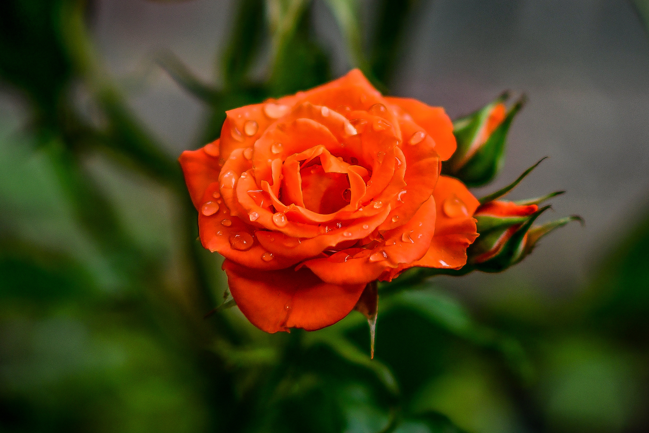 Природа. Семейный и свадебный фотограф в Донецке Донская Анастасия