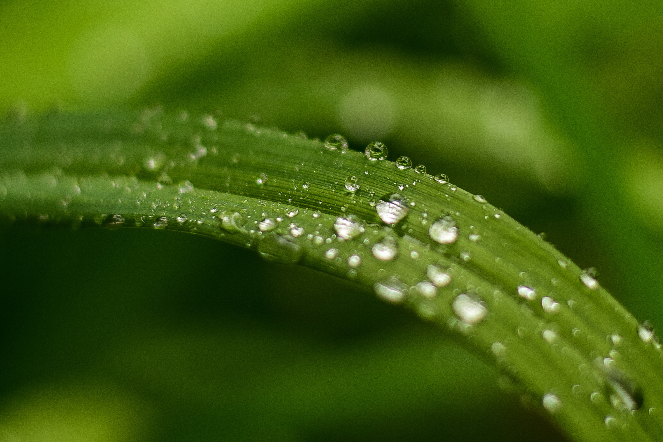 Природа. Семейный и свадебный фотограф в Донецке Донская Анастасия