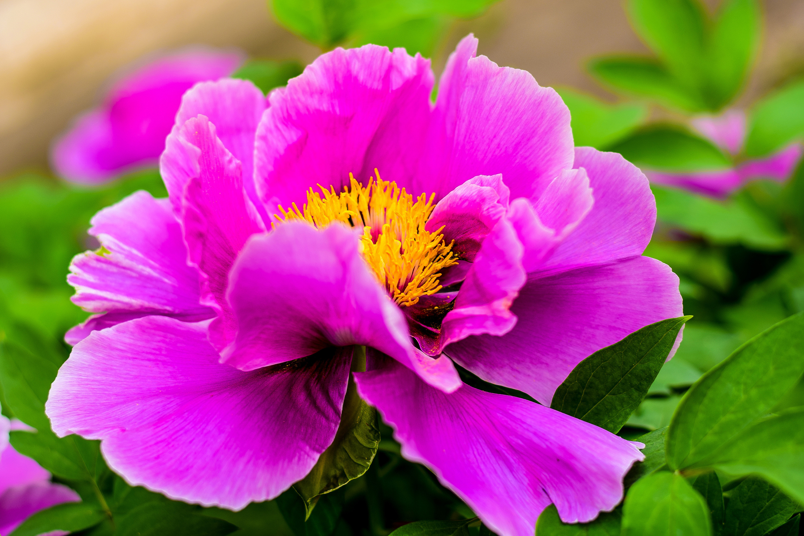 Природа. Семейный и свадебный фотограф в Донецке Донская Анастасия