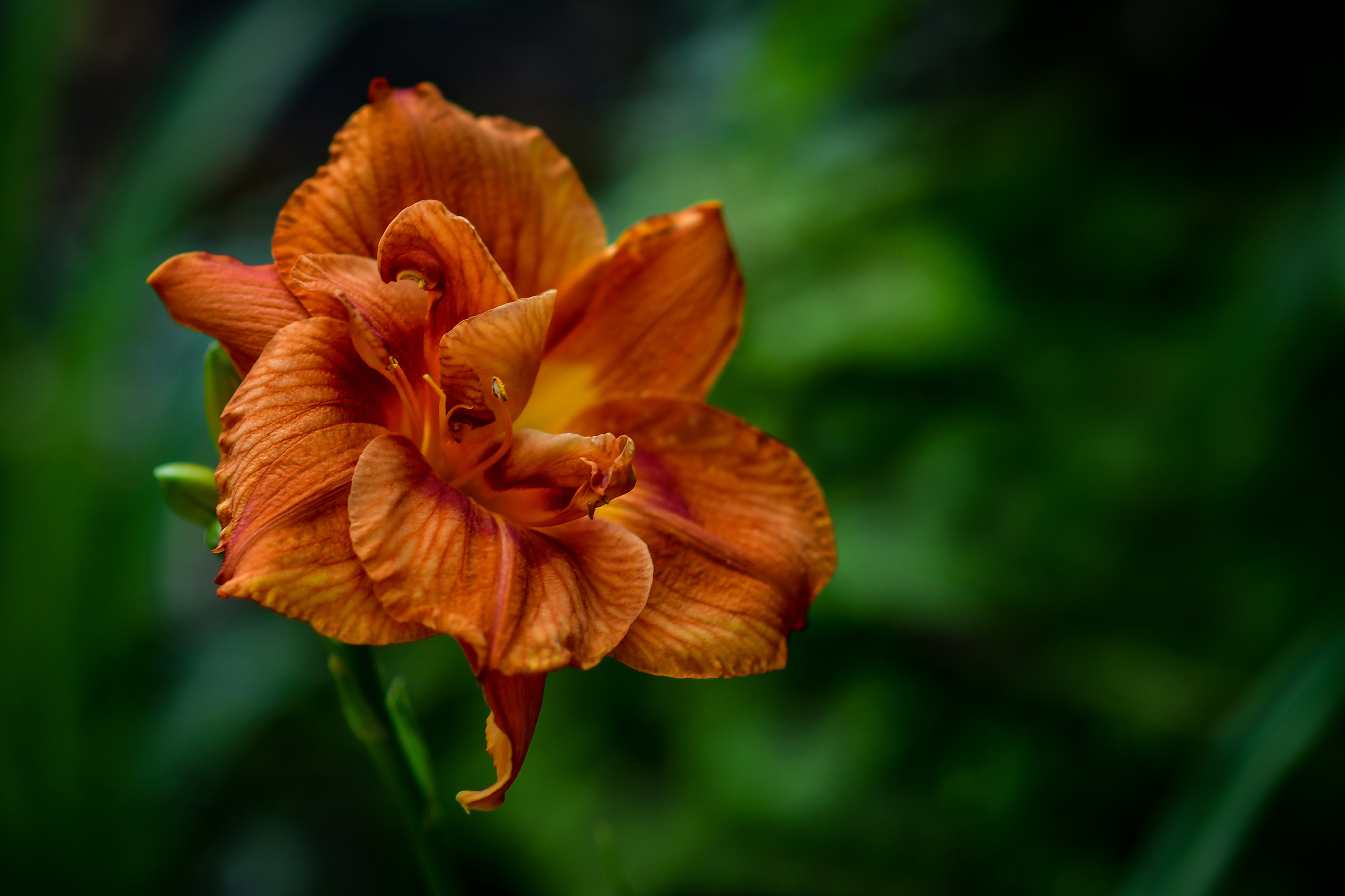 Природа. Семейный и свадебный фотограф в Донецке Донская Анастасия