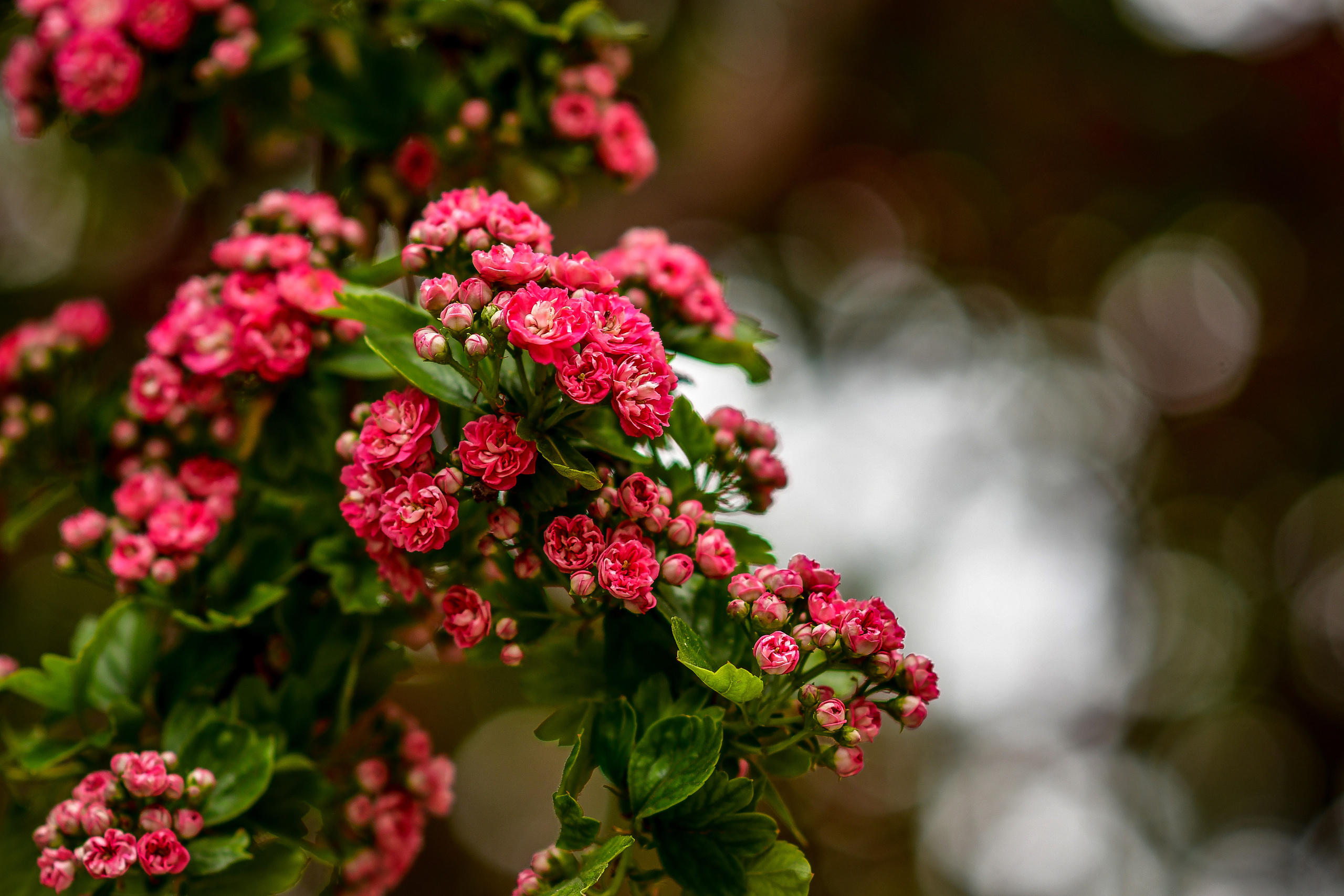 Природа. Семейный и свадебный фотограф в Донецке Донская Анастасия