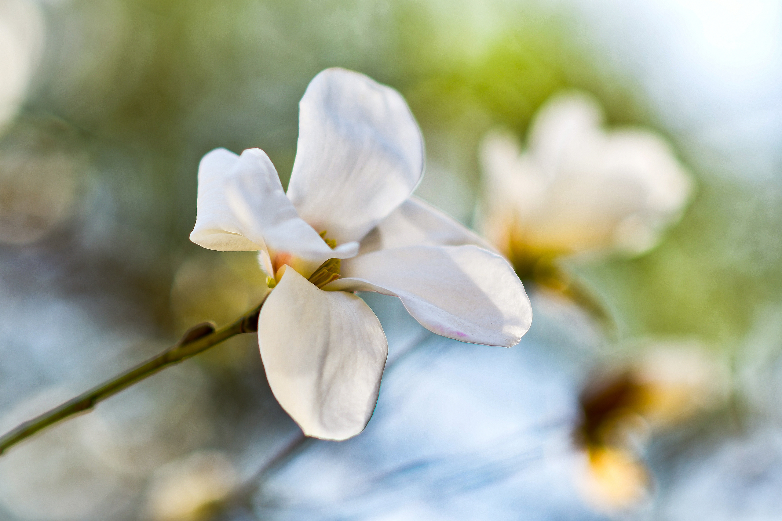 Природа. Семейный и свадебный фотограф в Донецке Донская Анастасия