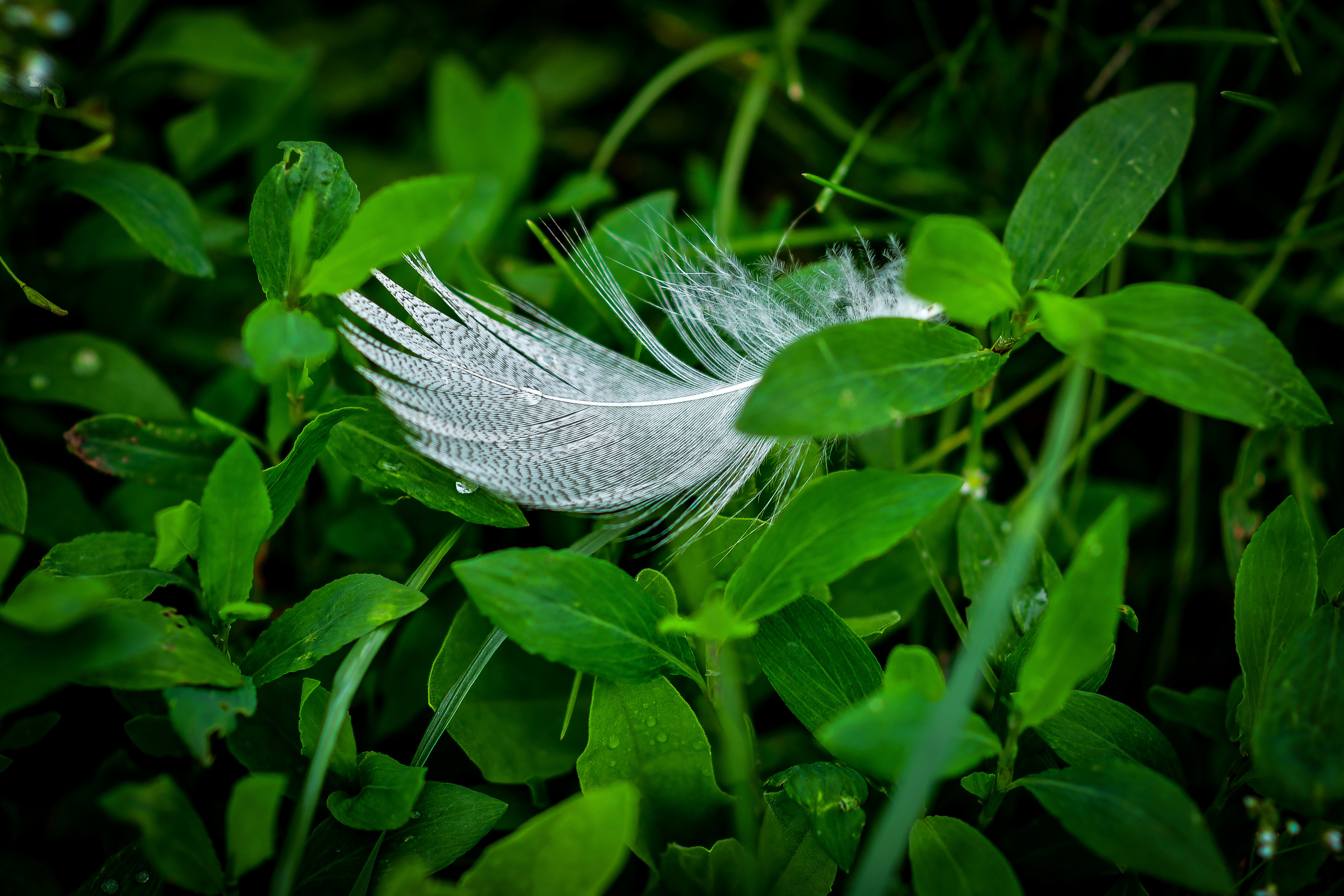 Природа. Семейный и свадебный фотограф в Донецке Донская Анастасия