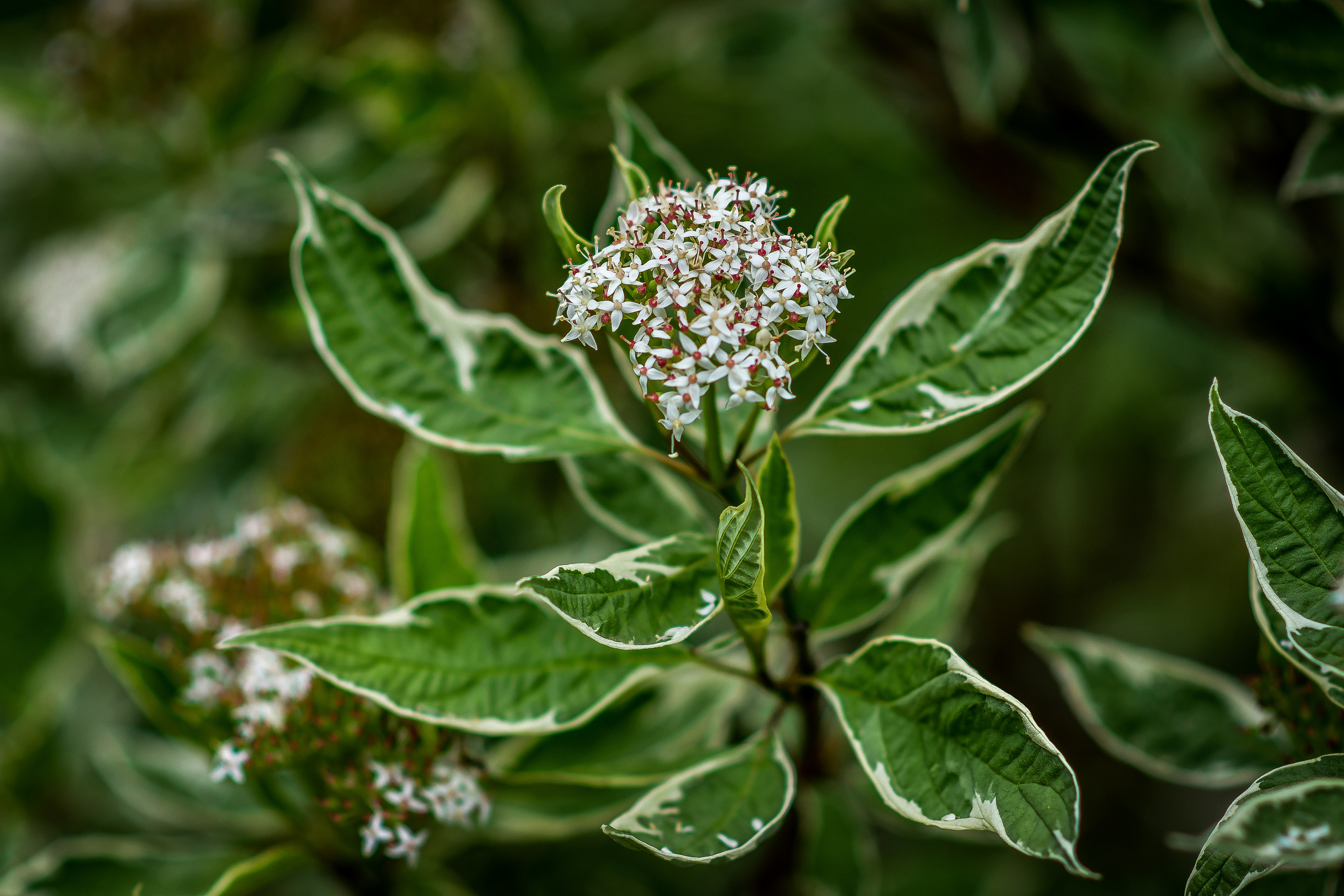 Природа. Семейный и свадебный фотограф в Донецке Донская Анастасия