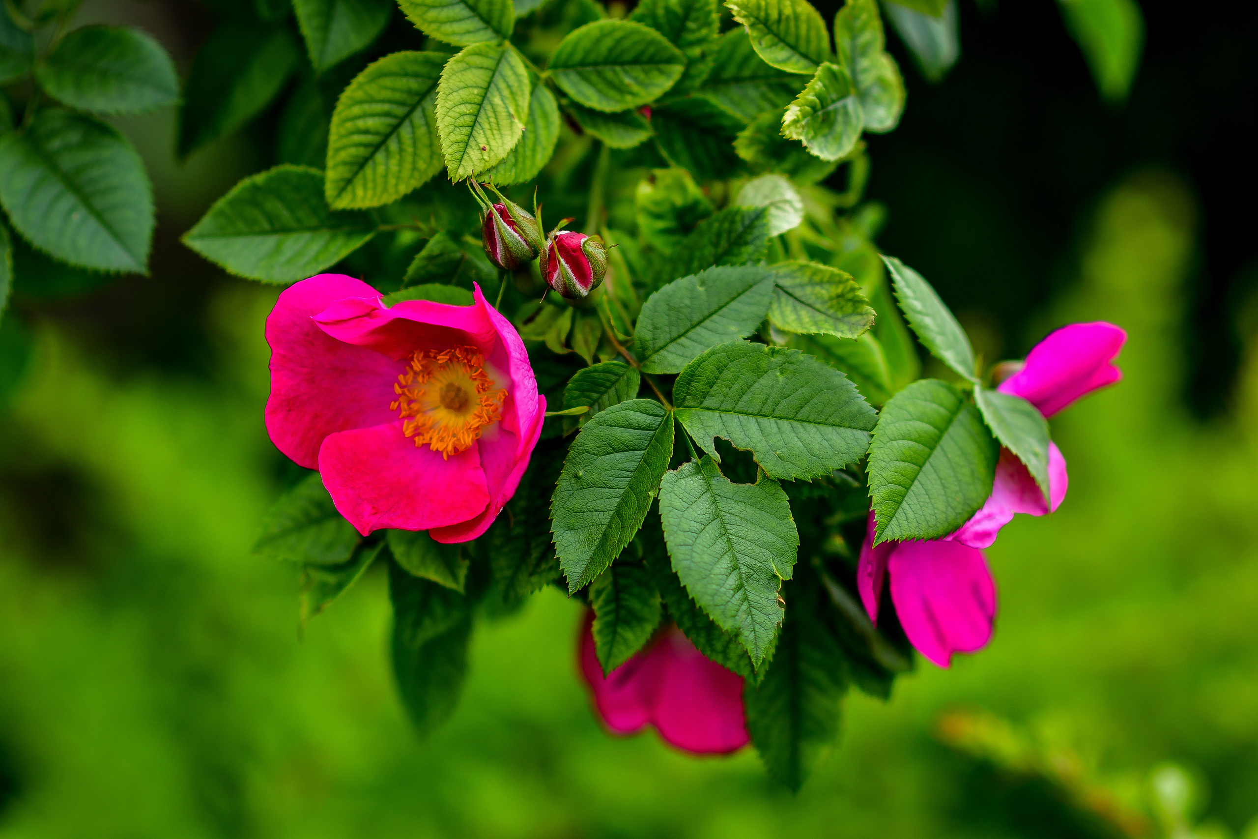 Природа. Семейный и свадебный фотограф в Донецке Донская Анастасия