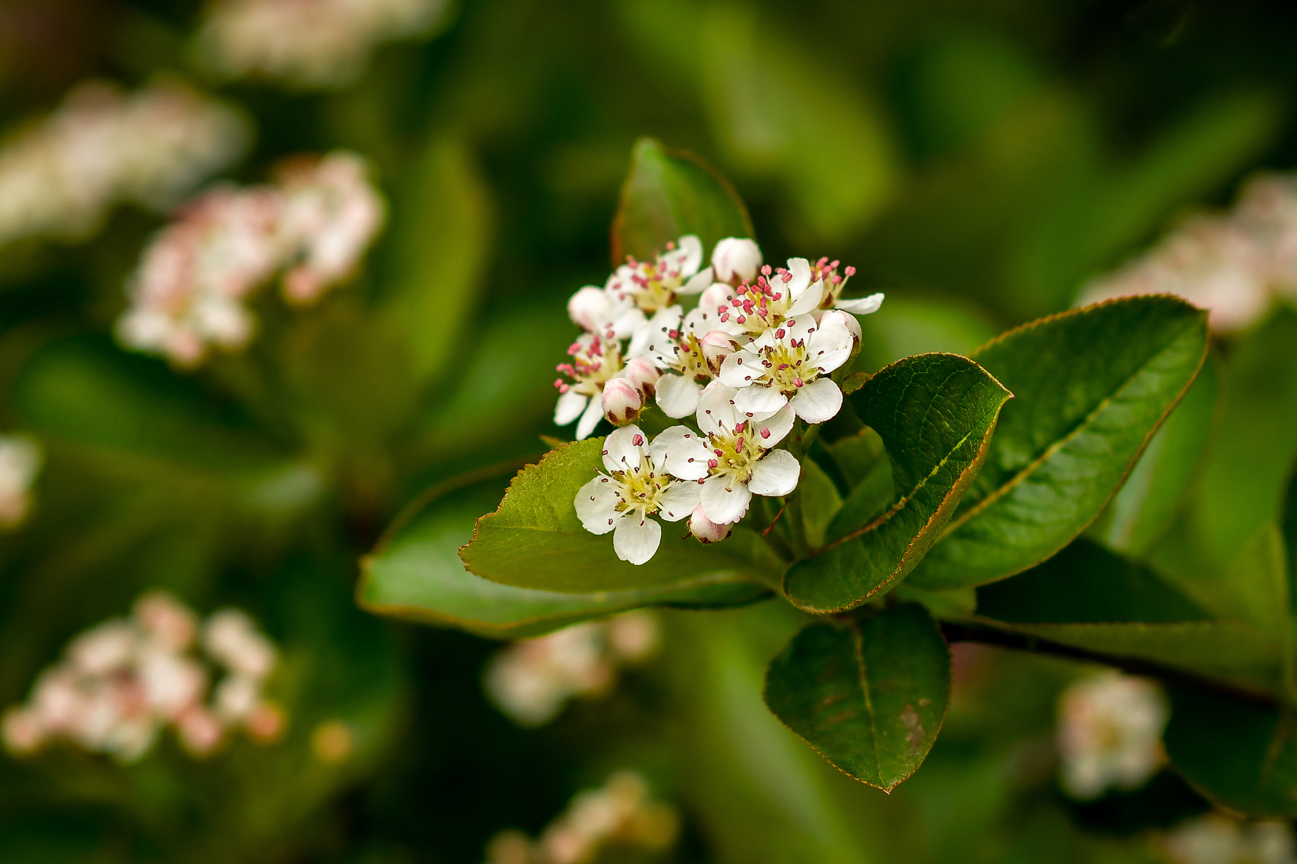Природа. Семейный и свадебный фотограф в Донецке Донская Анастасия