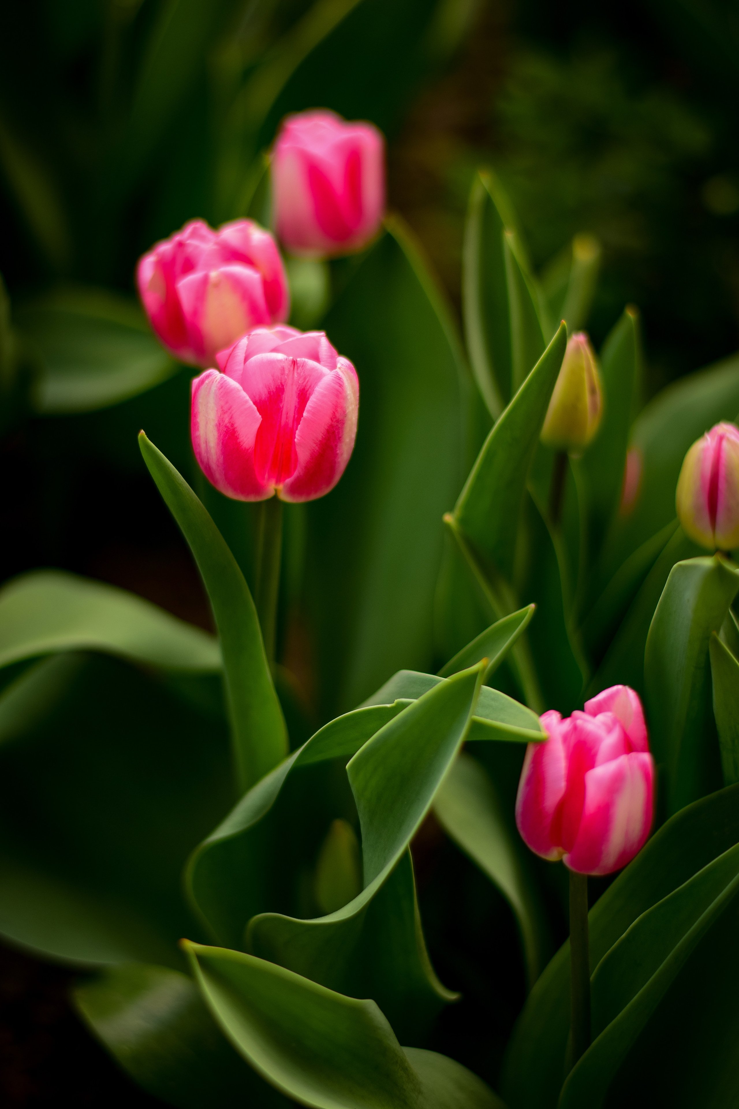 Природа. Семейный и свадебный фотограф в Донецке Донская Анастасия