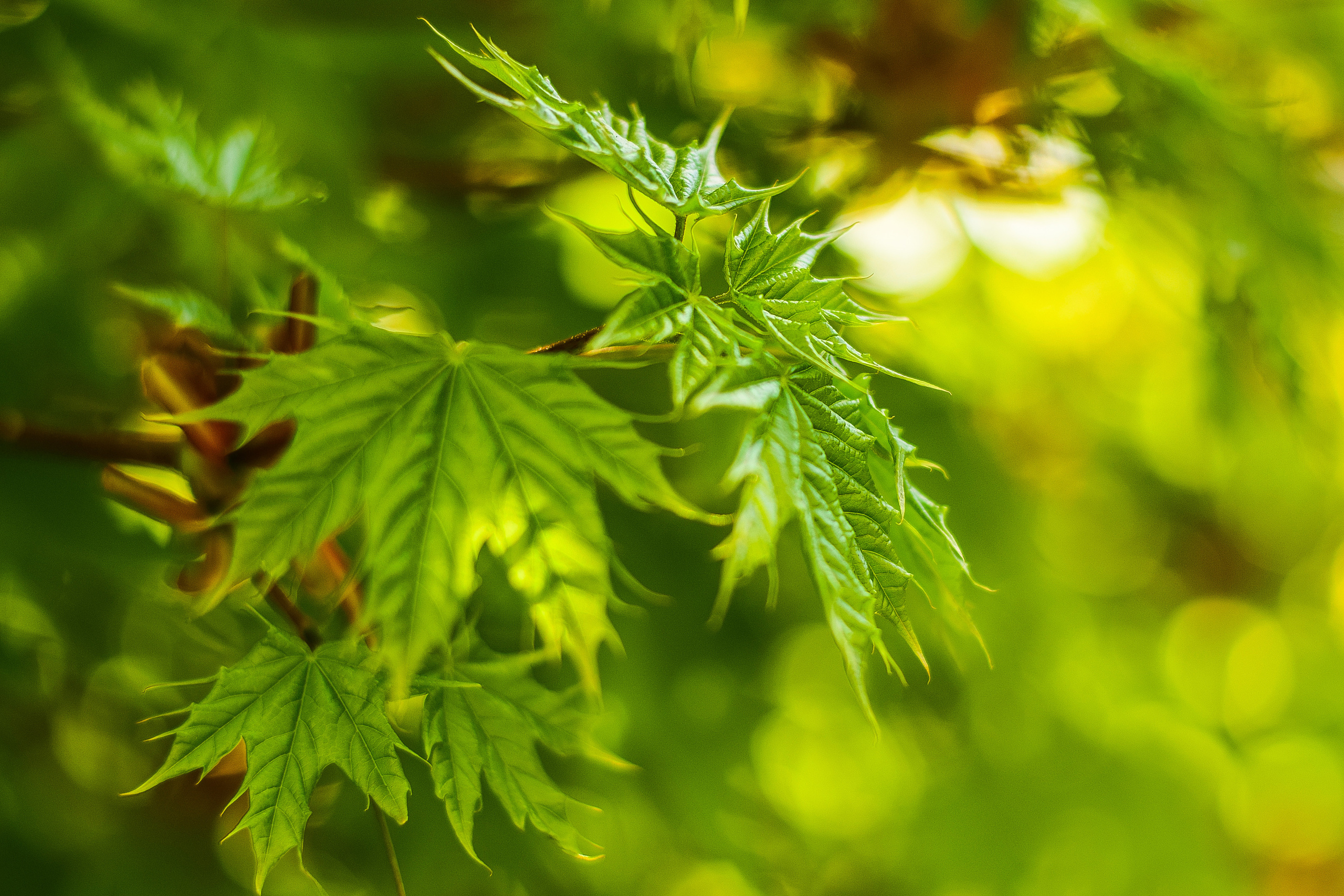 Природа. Семейный и свадебный фотограф в Донецке Донская Анастасия