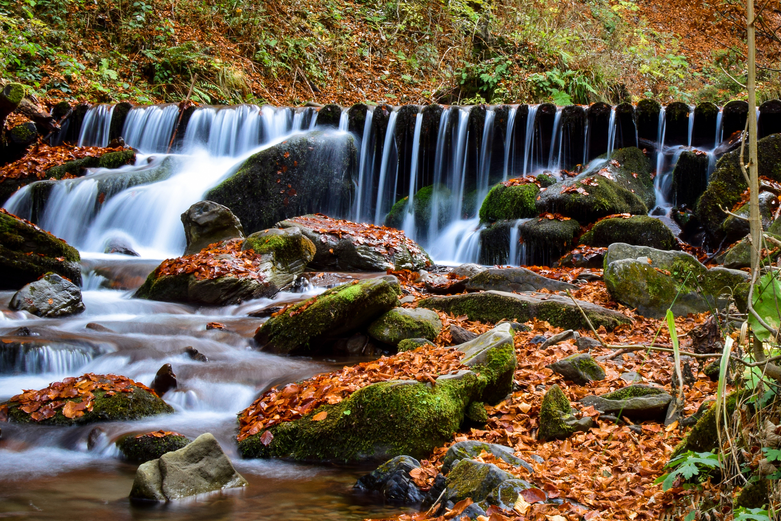 Природа. Семейный и свадебный фотограф в Донецке Донская Анастасия