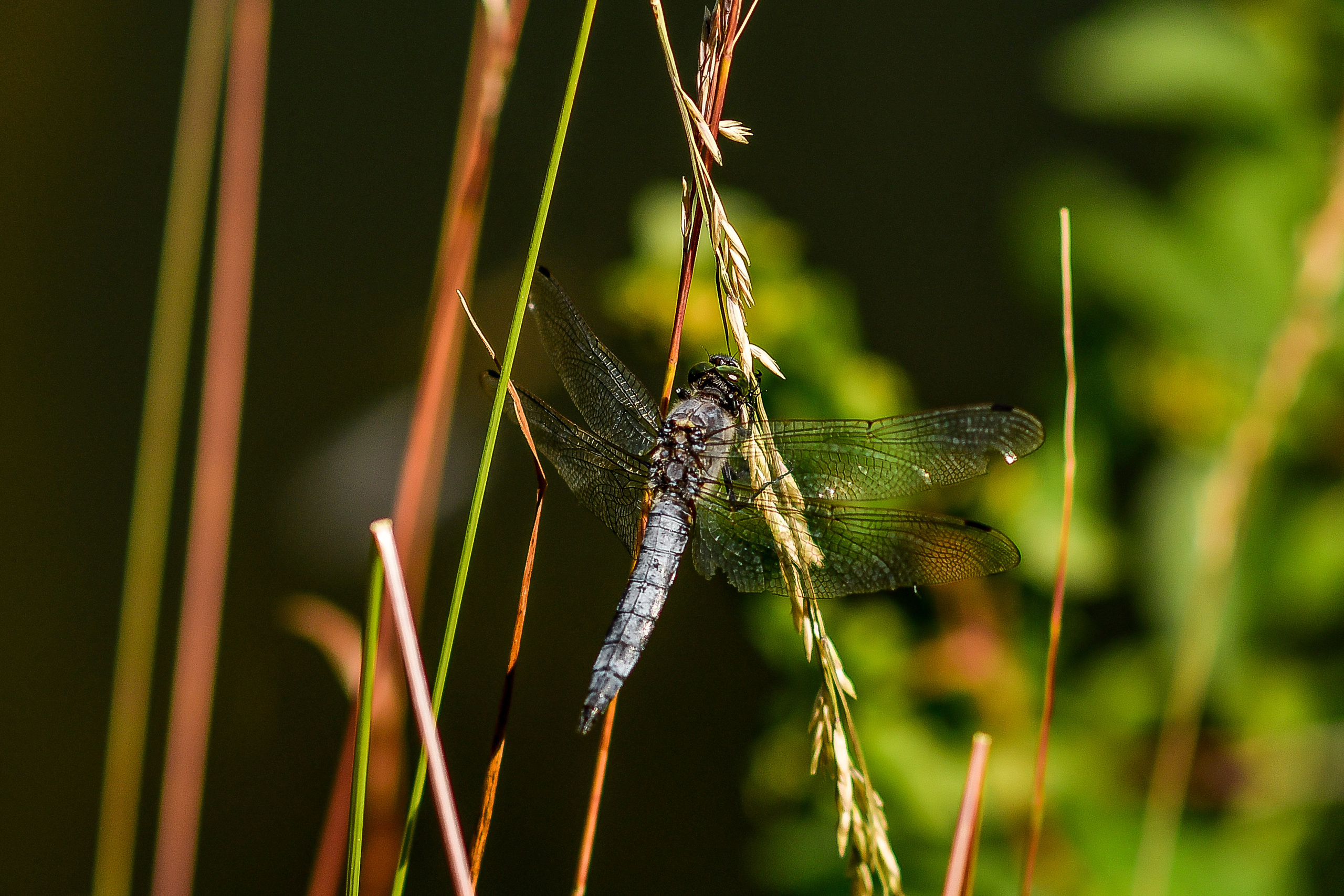 Природа. Семейный и свадебный фотограф в Донецке Донская Анастасия