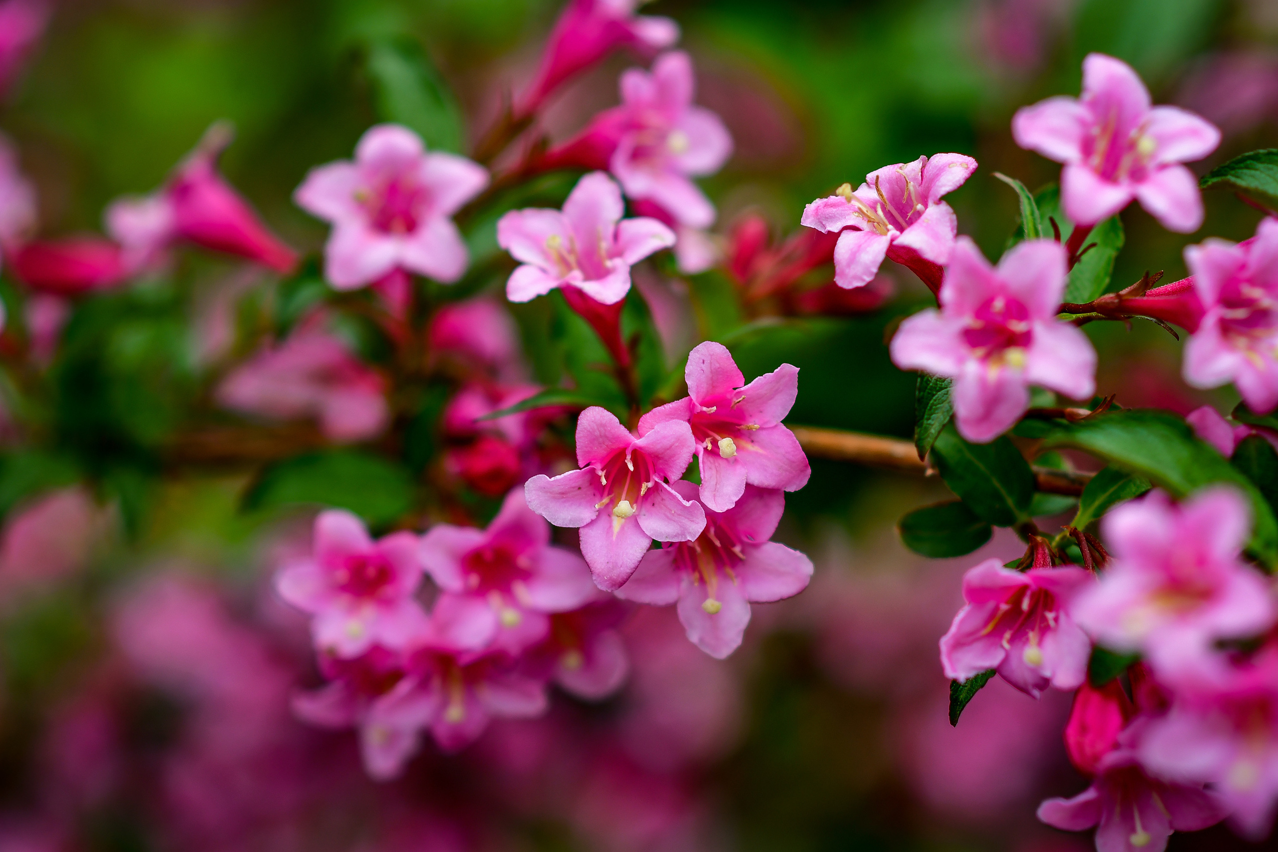 Природа. Семейный и свадебный фотограф в Донецке Донская Анастасия