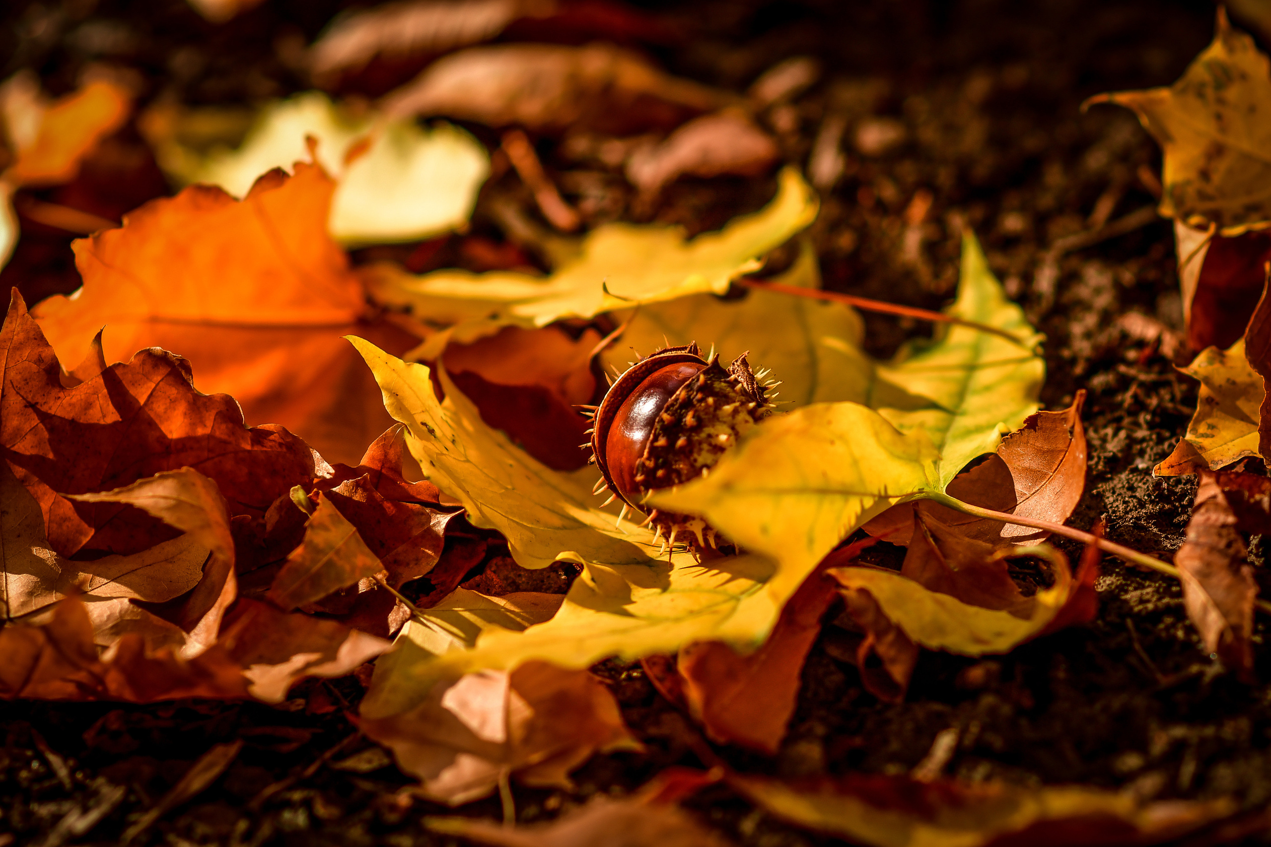 Природа. Семейный и свадебный фотограф в Донецке Донская Анастасия