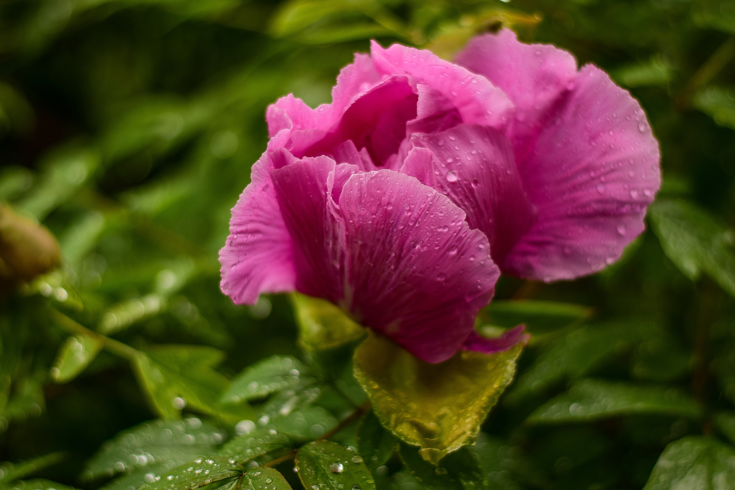 Природа. Семейный и свадебный фотограф в Донецке Донская Анастасия