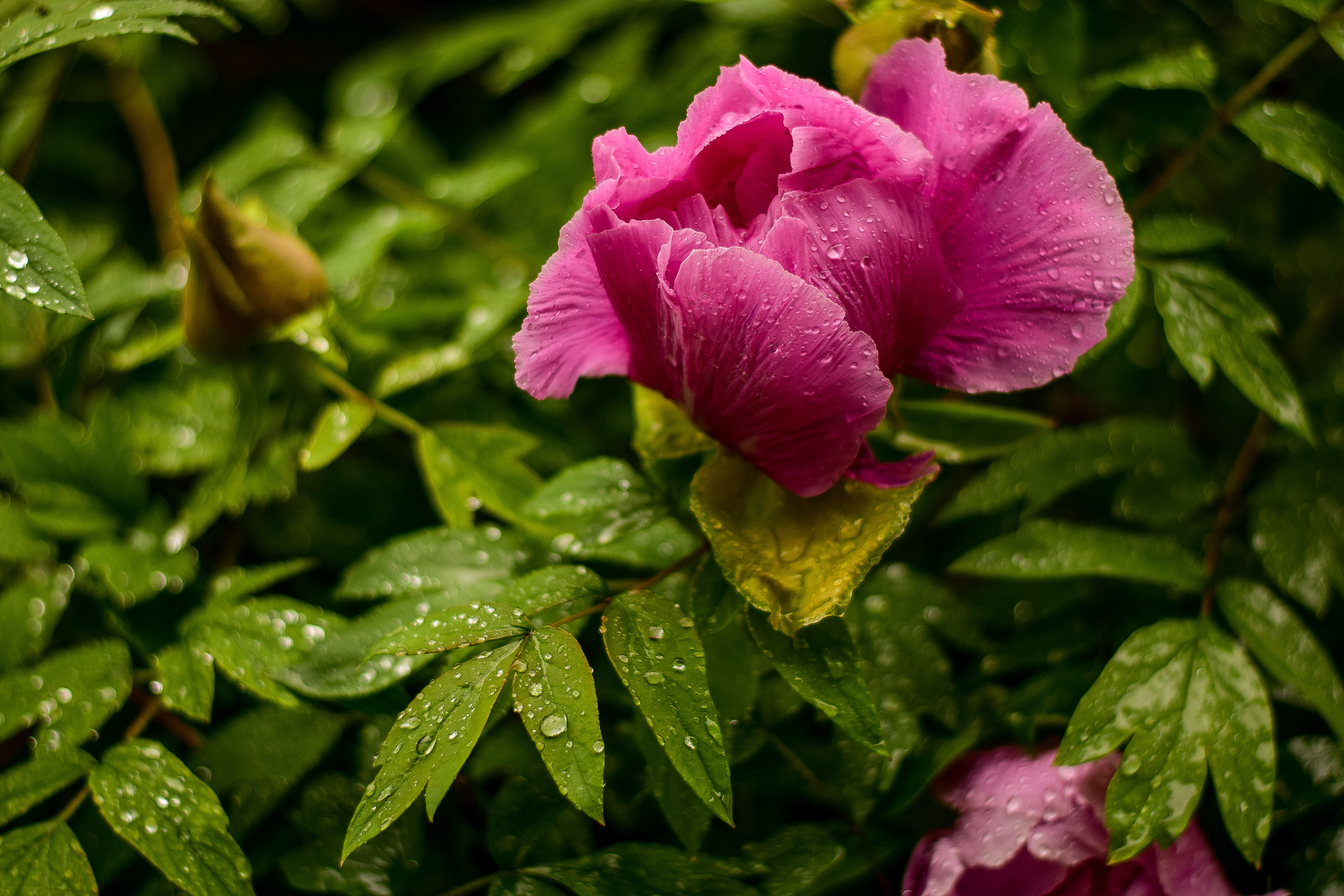 Природа. Семейный и свадебный фотограф в Донецке Донская Анастасия