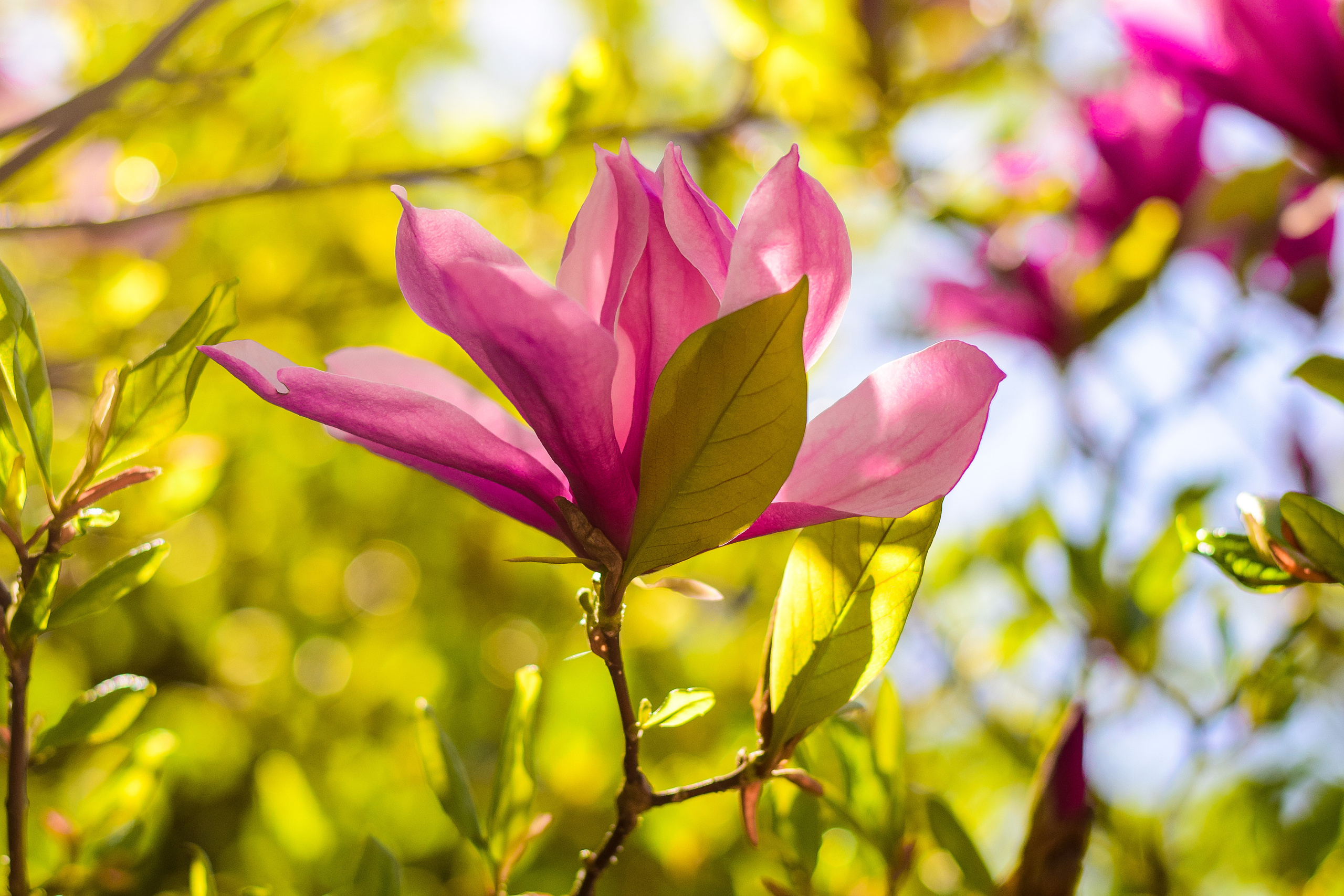 Природа. Семейный и свадебный фотограф в Донецке Донская Анастасия