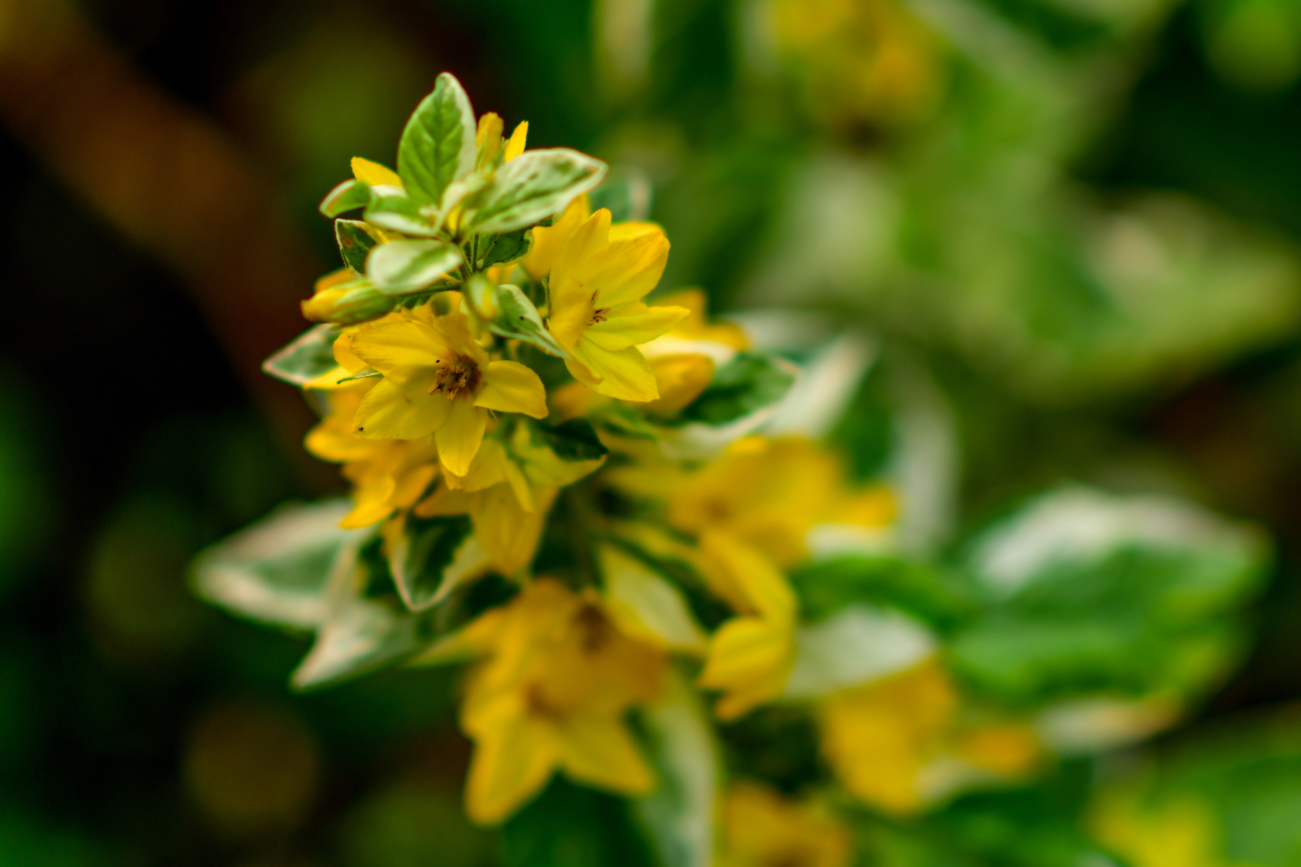 Природа. Семейный и свадебный фотограф в Донецке Донская Анастасия