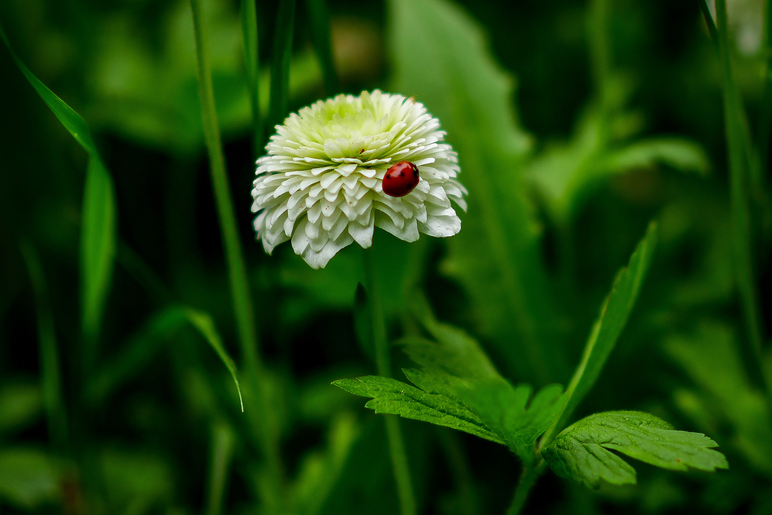 Природа. Семейный и свадебный фотограф в Донецке Донская Анастасия