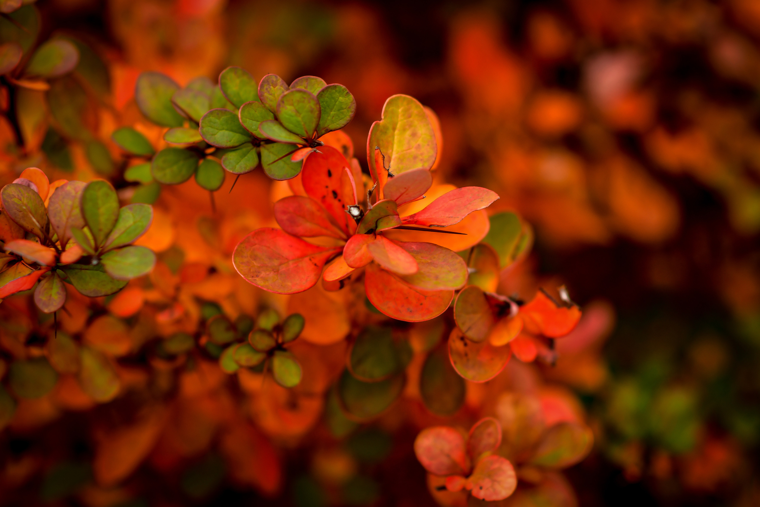 Природа. Семейный и свадебный фотограф в Донецке Донская Анастасия