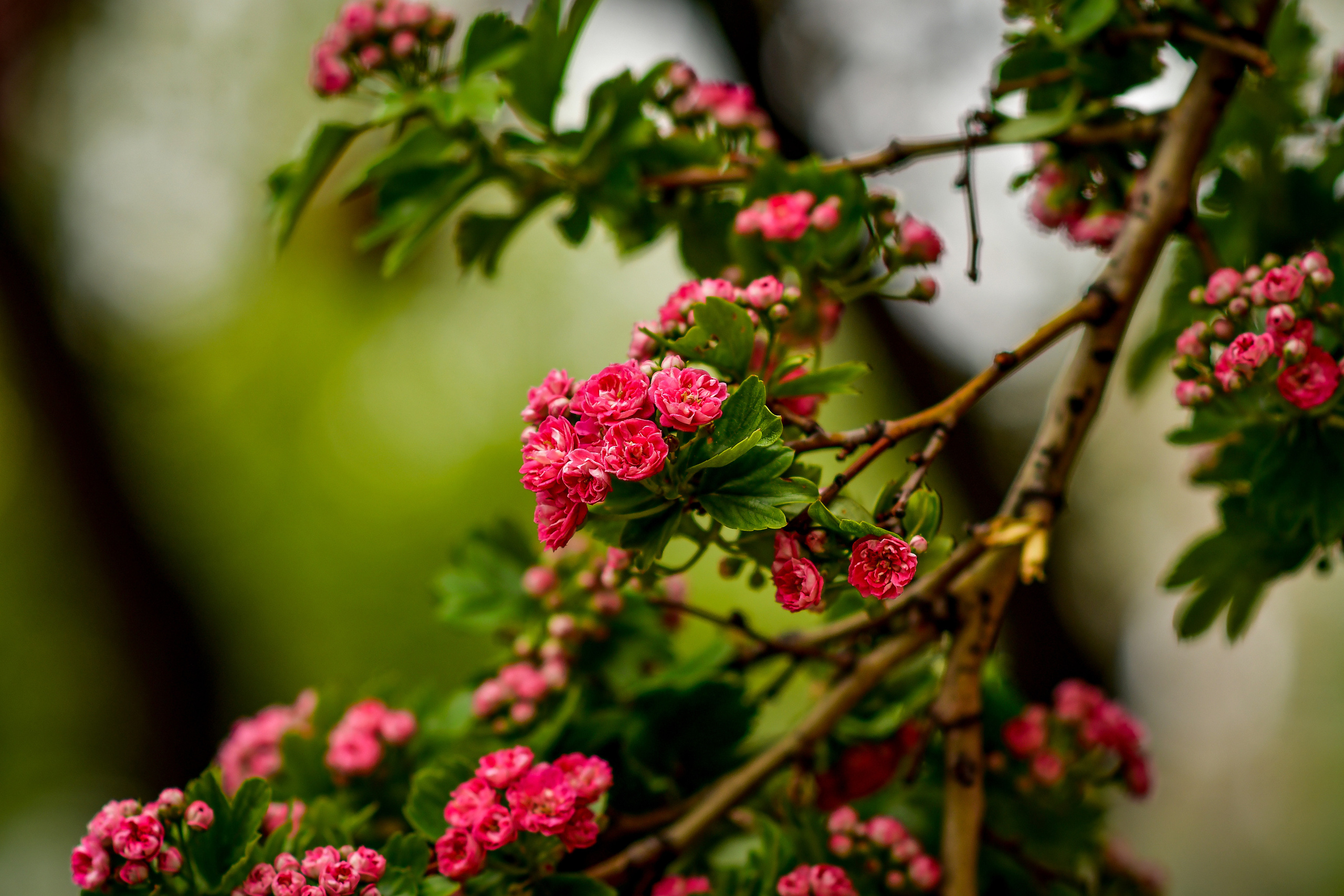 Природа. Семейный и свадебный фотограф в Донецке Донская Анастасия