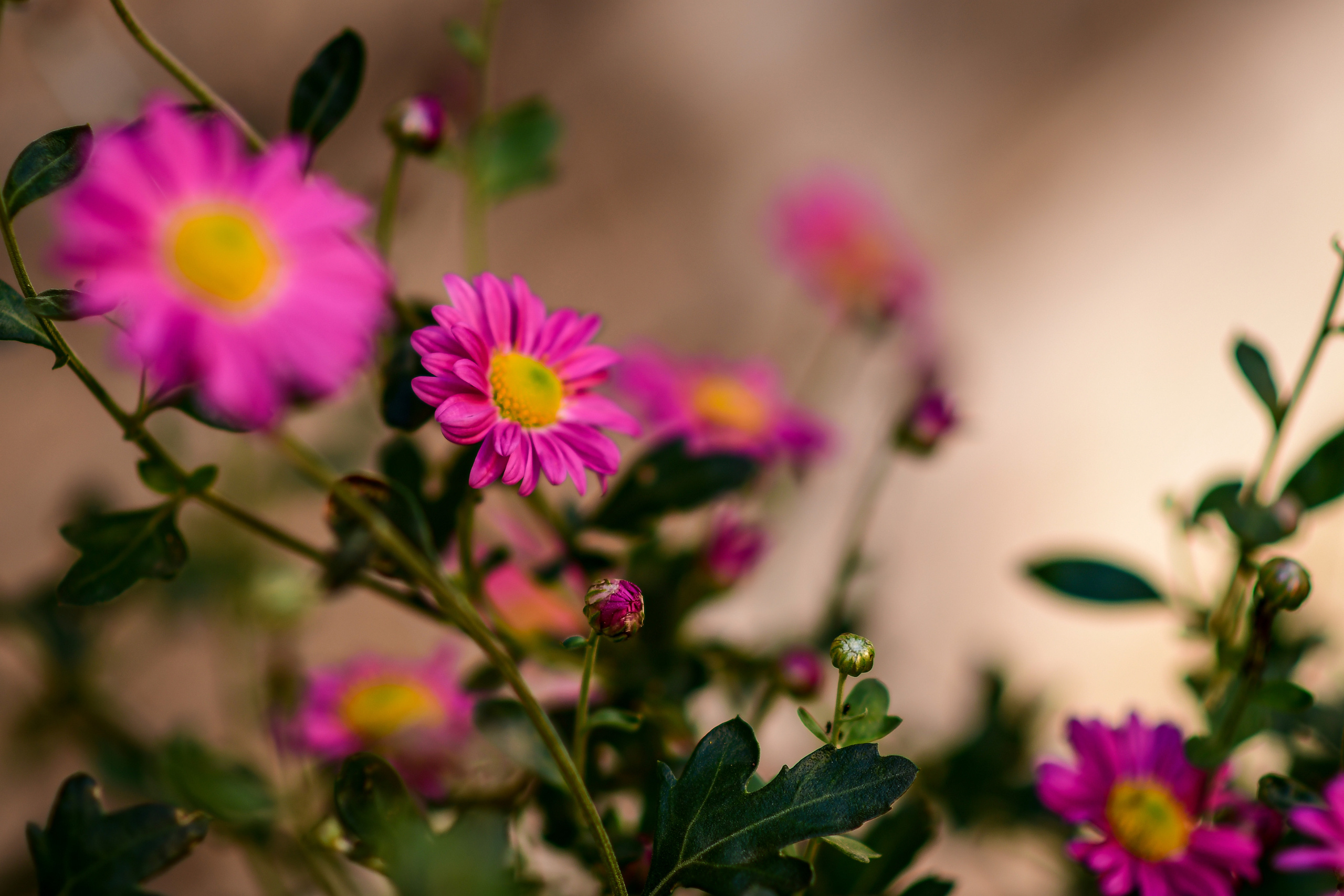 Природа. Семейный и свадебный фотограф в Донецке Донская Анастасия