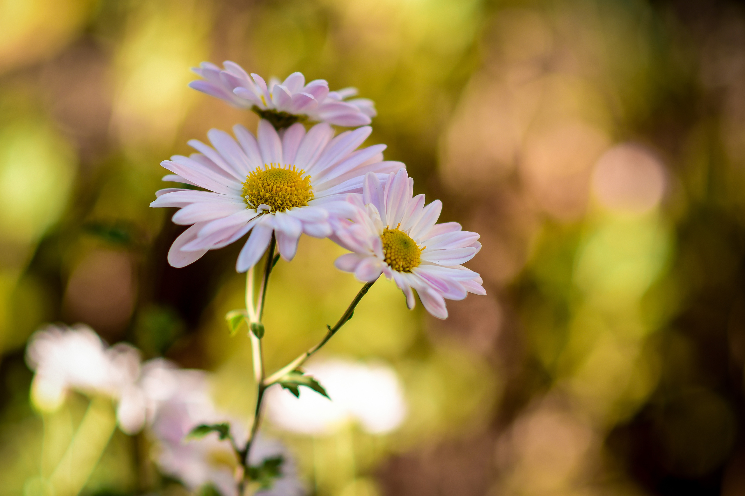 Природа. Семейный и свадебный фотограф в Донецке Донская Анастасия
