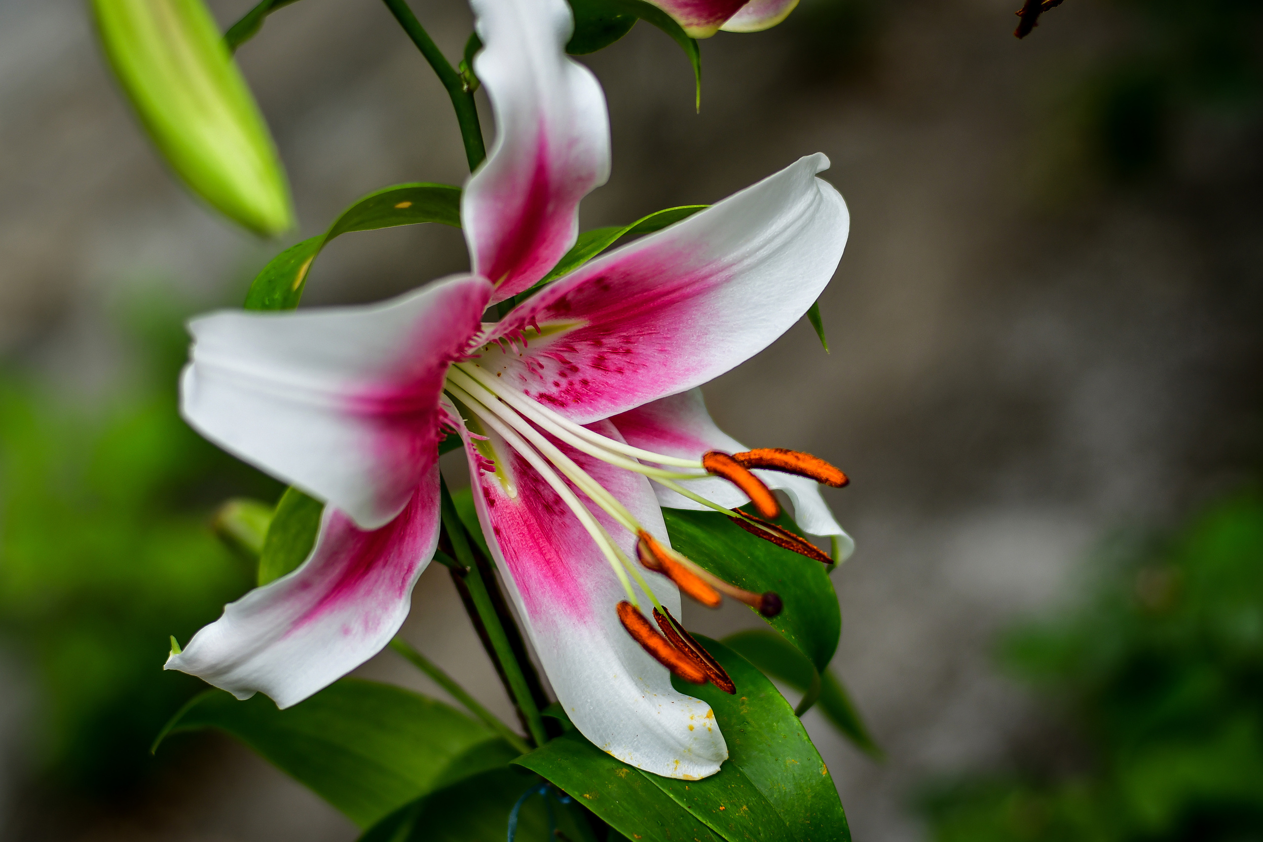 Природа. Семейный и свадебный фотограф в Донецке Донская Анастасия