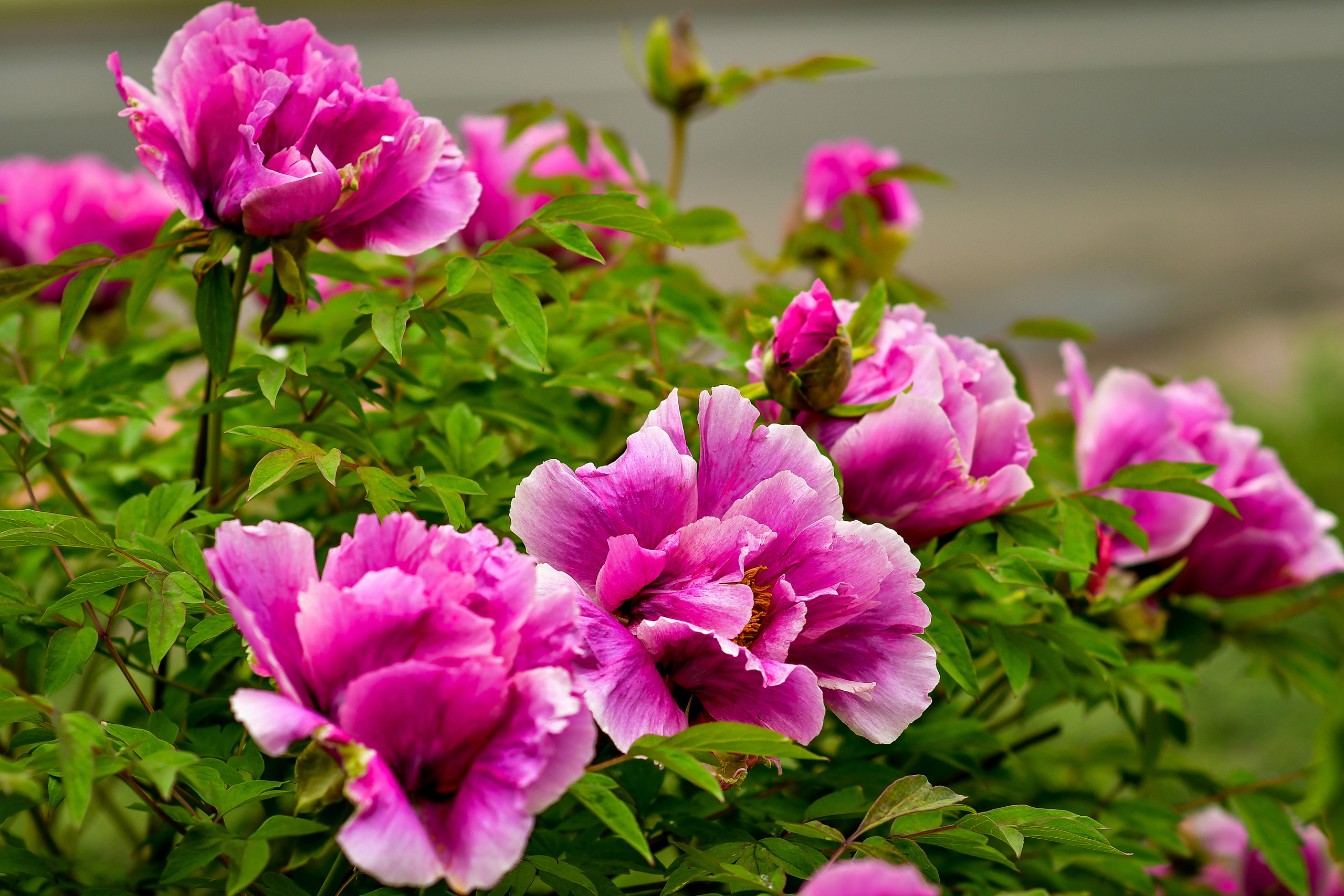 Природа. Семейный и свадебный фотограф в Донецке Донская Анастасия