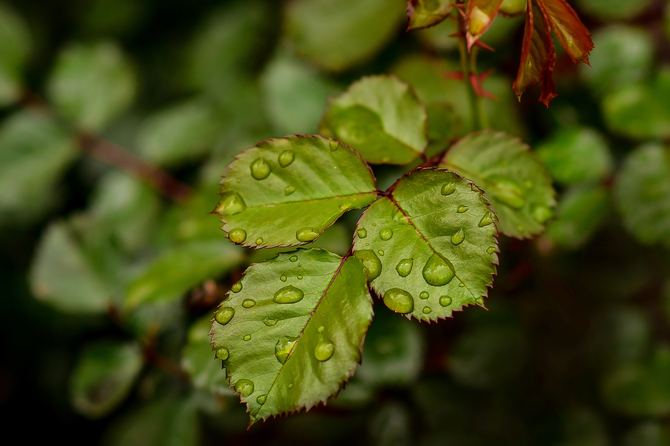 Природа. Семейный и свадебный фотограф в Донецке Донская Анастасия