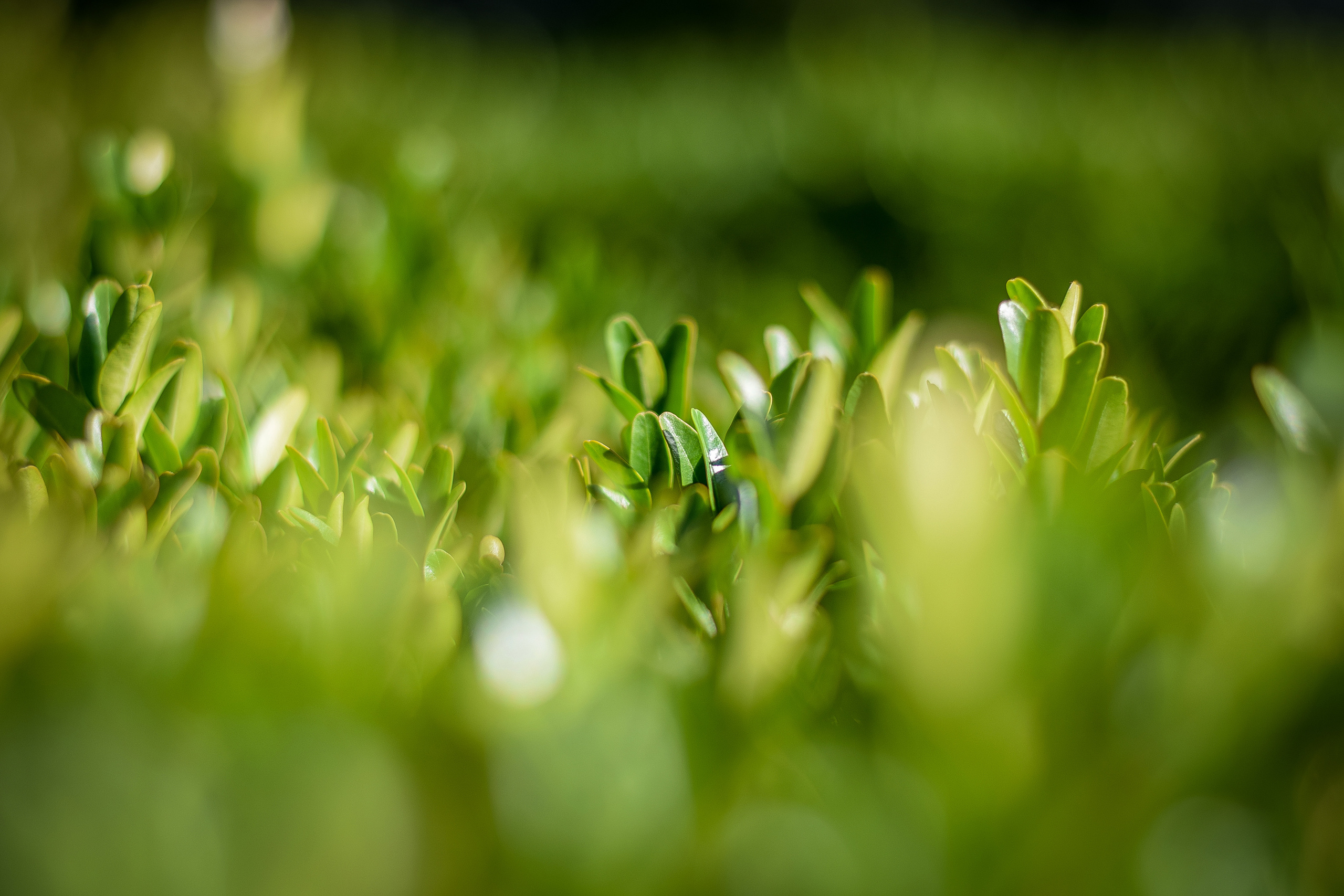 Природа. Семейный и свадебный фотограф в Донецке Донская Анастасия
