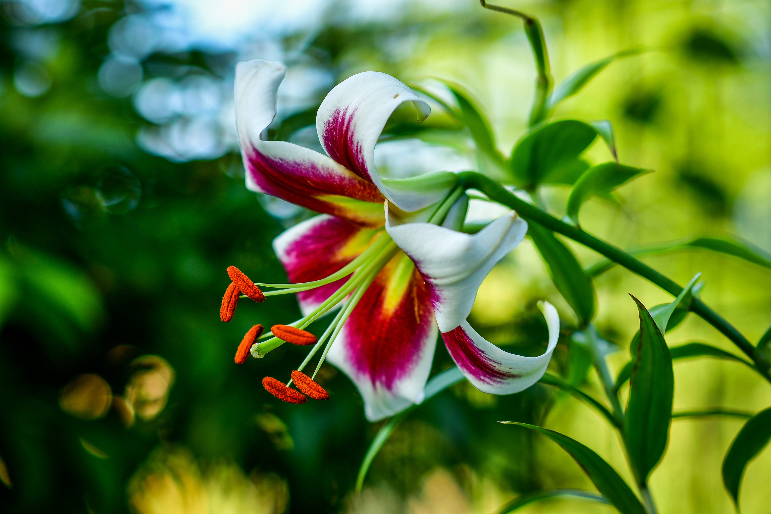 Природа. Семейный и свадебный фотограф в Донецке Донская Анастасия