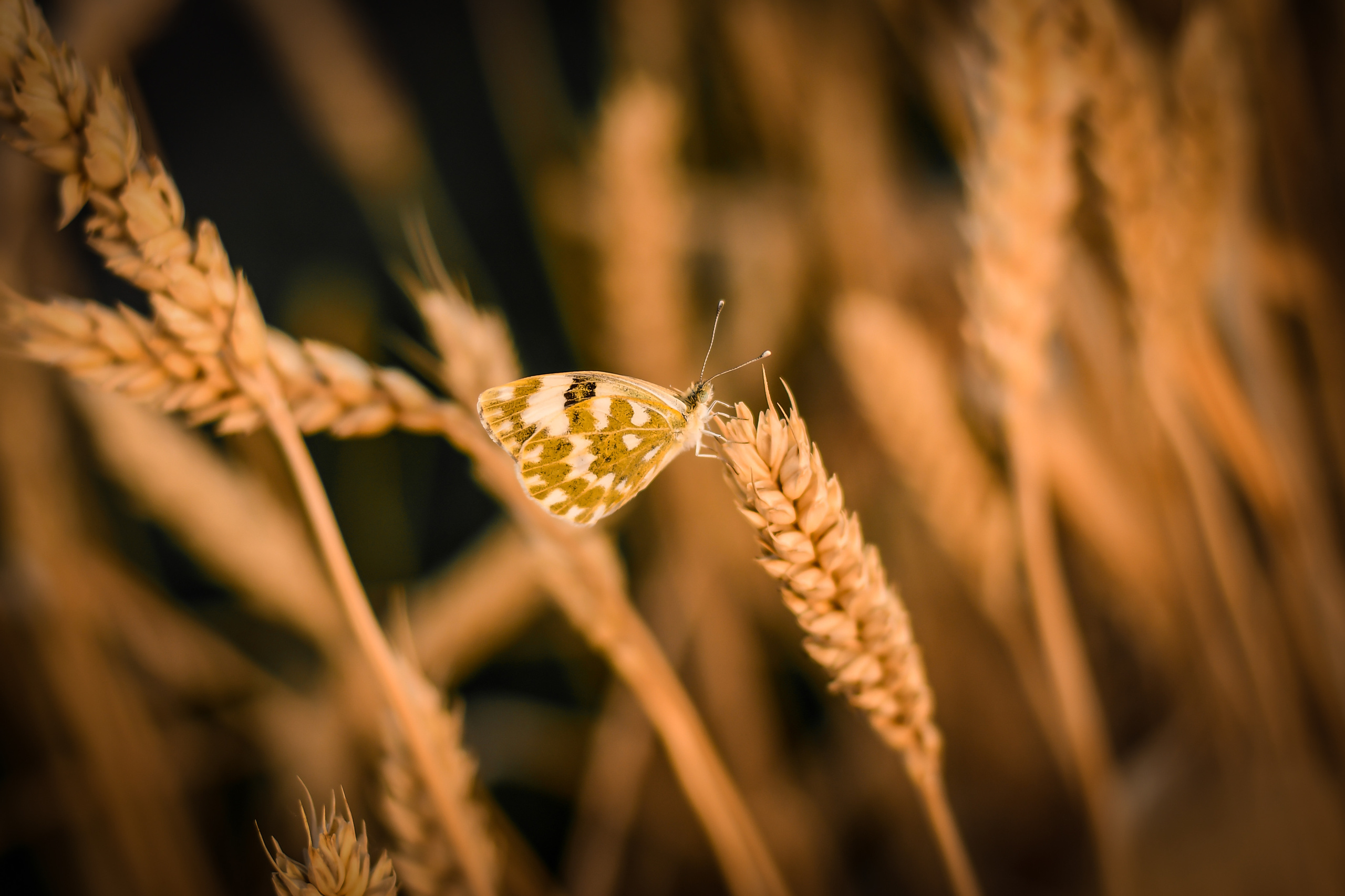 Природа. Семейный и свадебный фотограф в Донецке Донская Анастасия