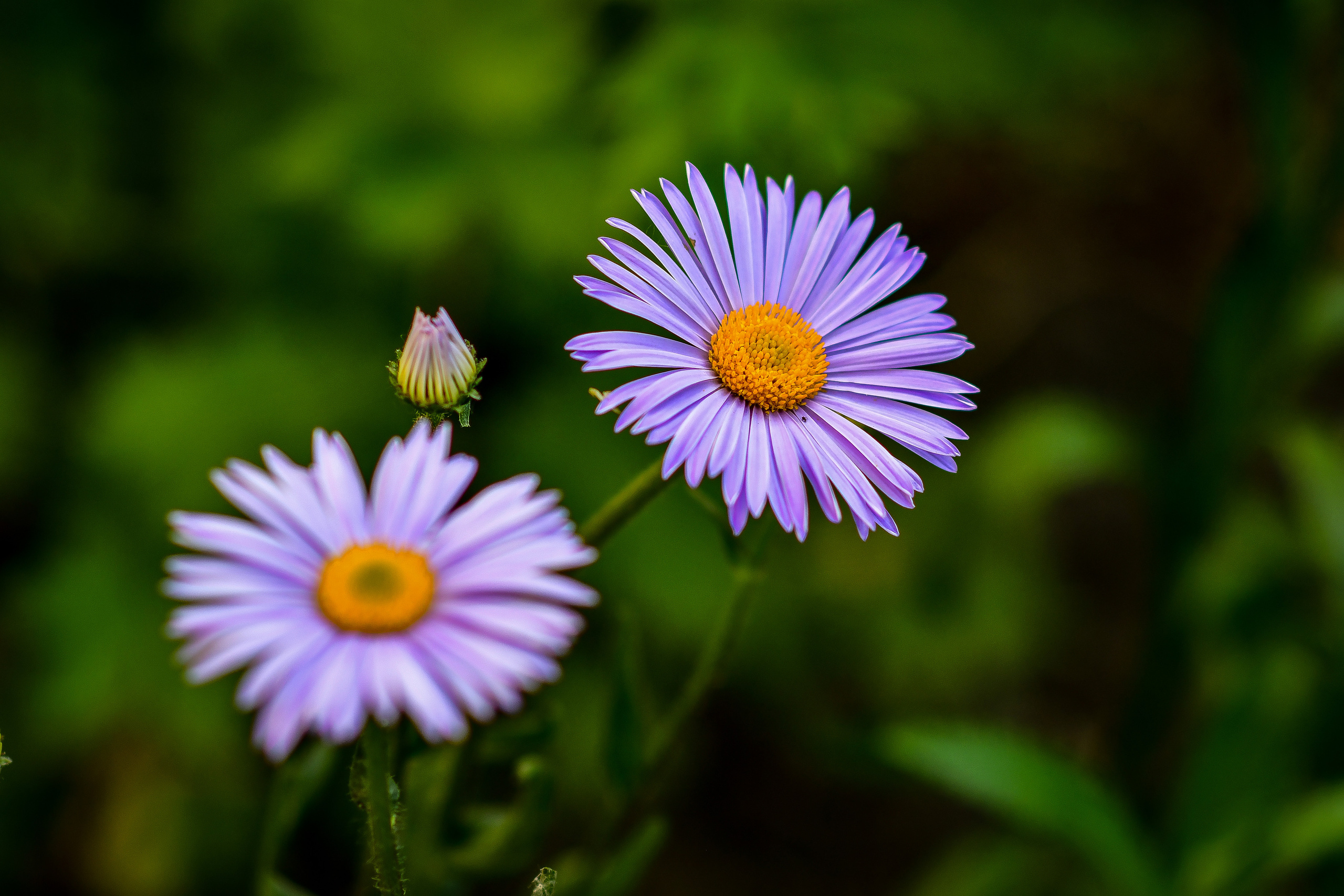 Природа. Семейный и свадебный фотограф в Донецке Донская Анастасия