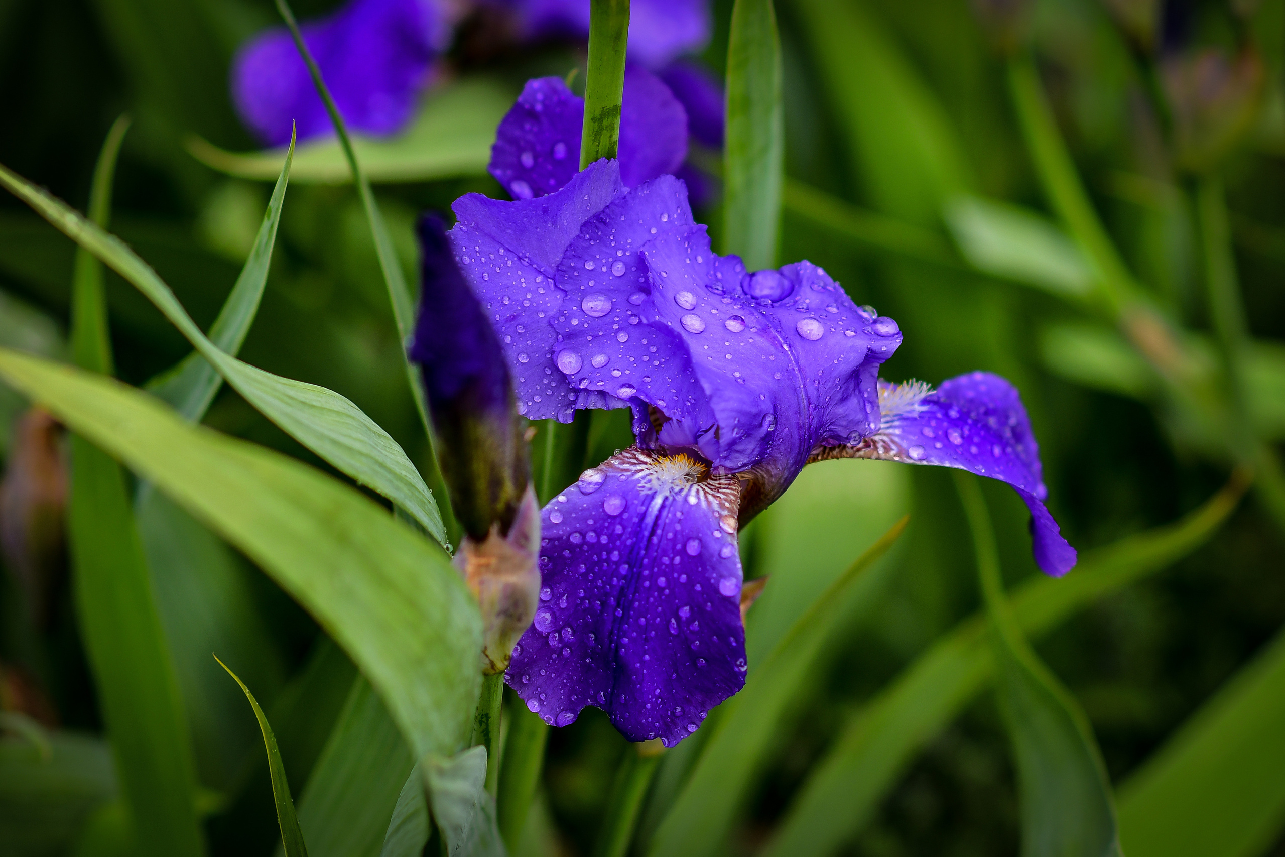 Природа. Семейный и свадебный фотограф в Донецке Донская Анастасия