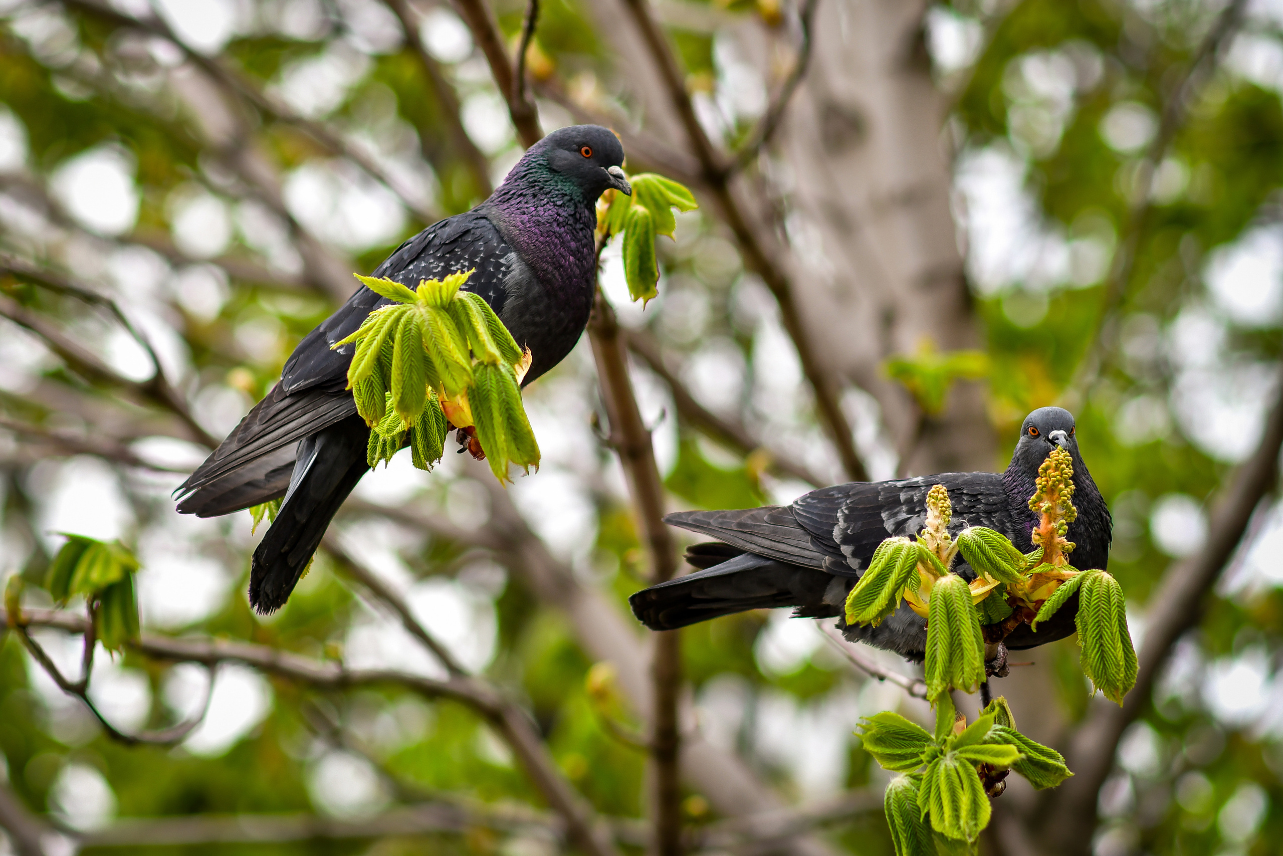 Природа. Семейный и свадебный фотограф в Донецке Донская Анастасия