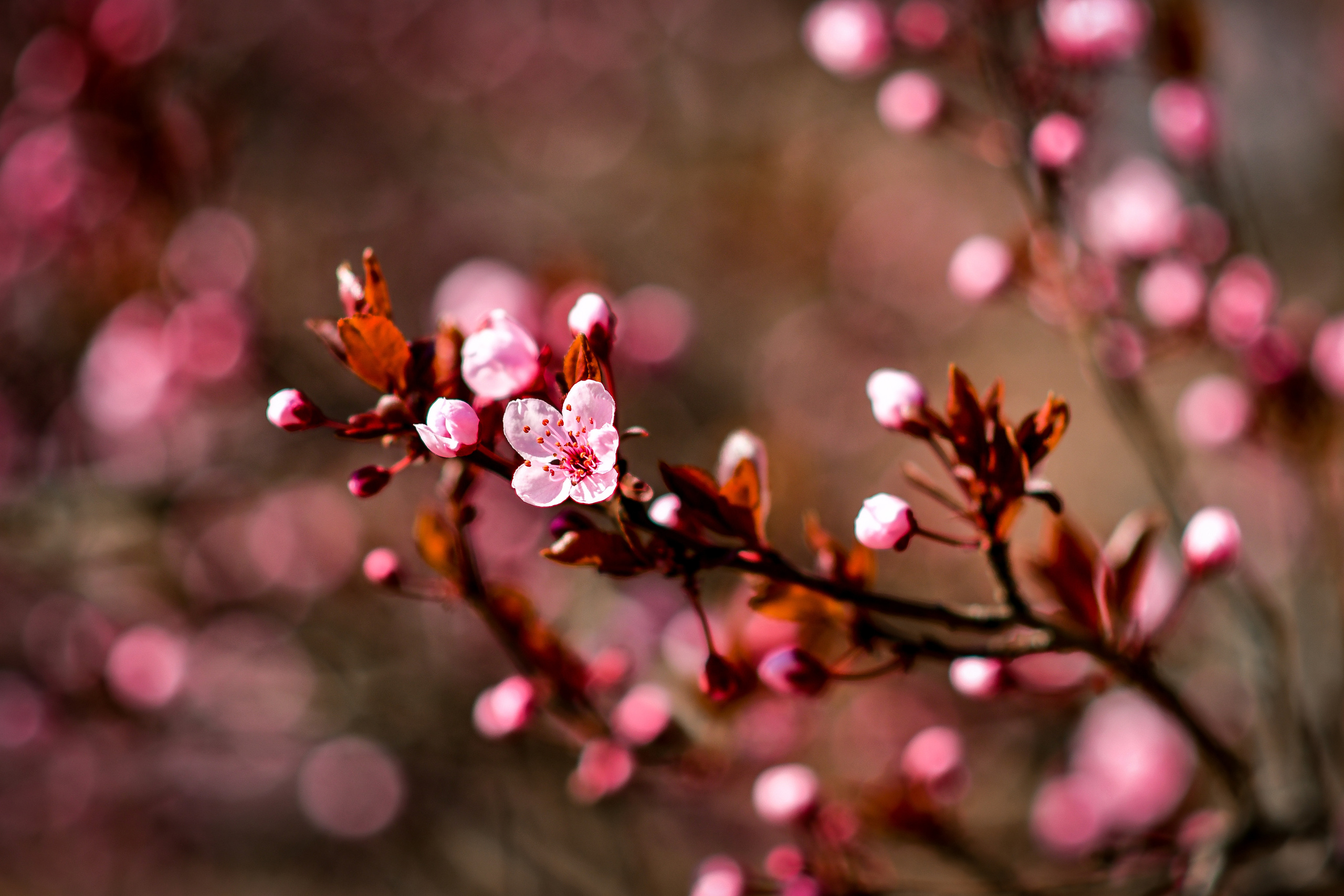 Природа. Семейный и свадебный фотограф в Донецке Донская Анастасия