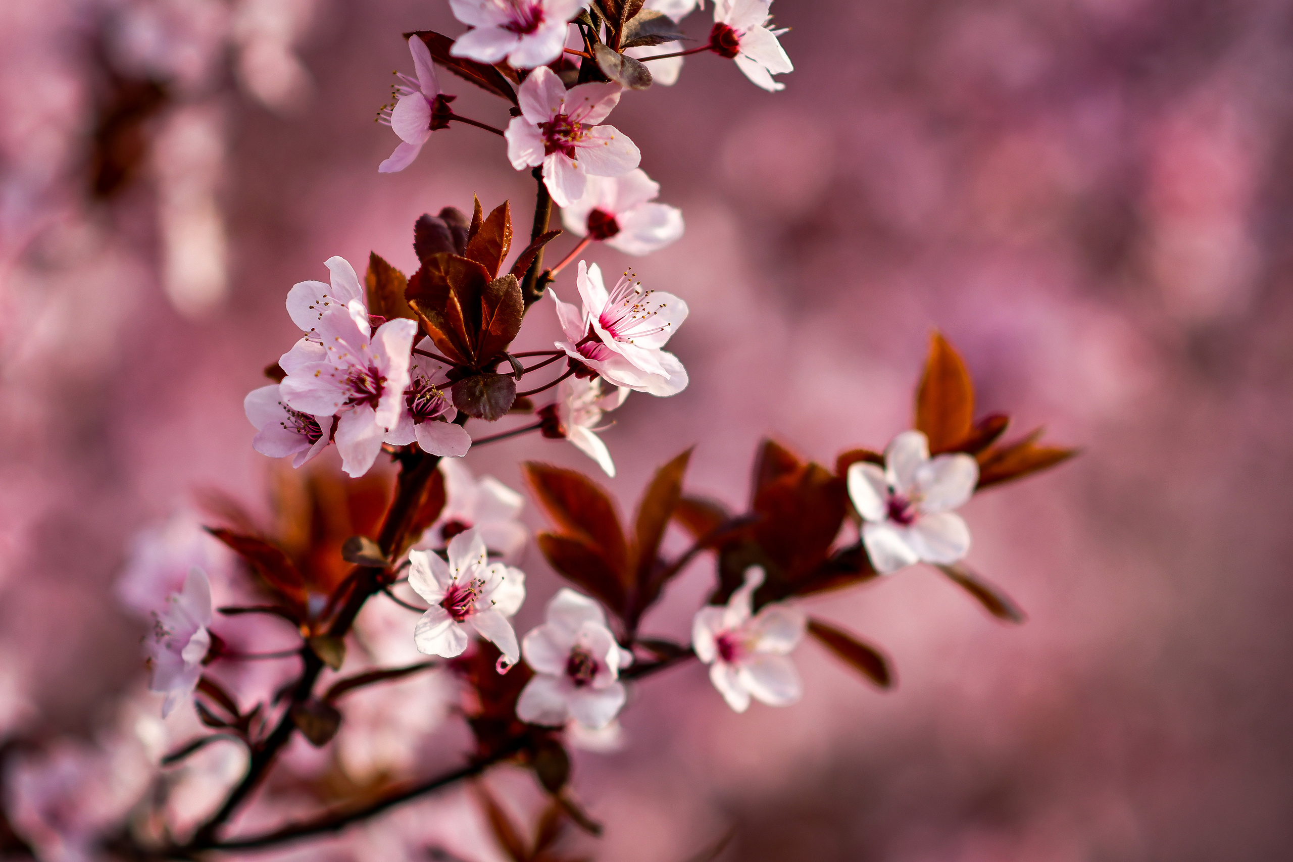 Природа. Семейный и свадебный фотограф в Донецке Донская Анастасия