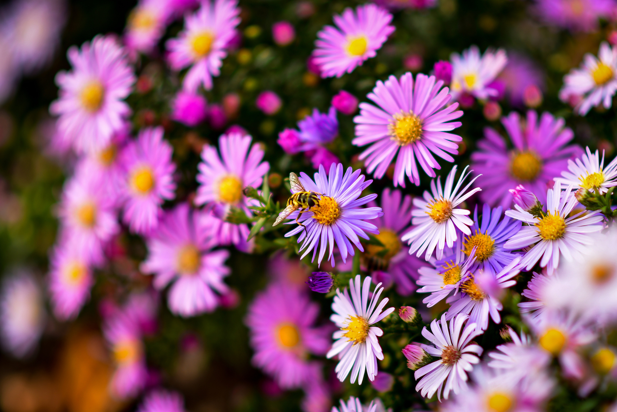 Природа. Семейный и свадебный фотограф в Донецке Донская Анастасия