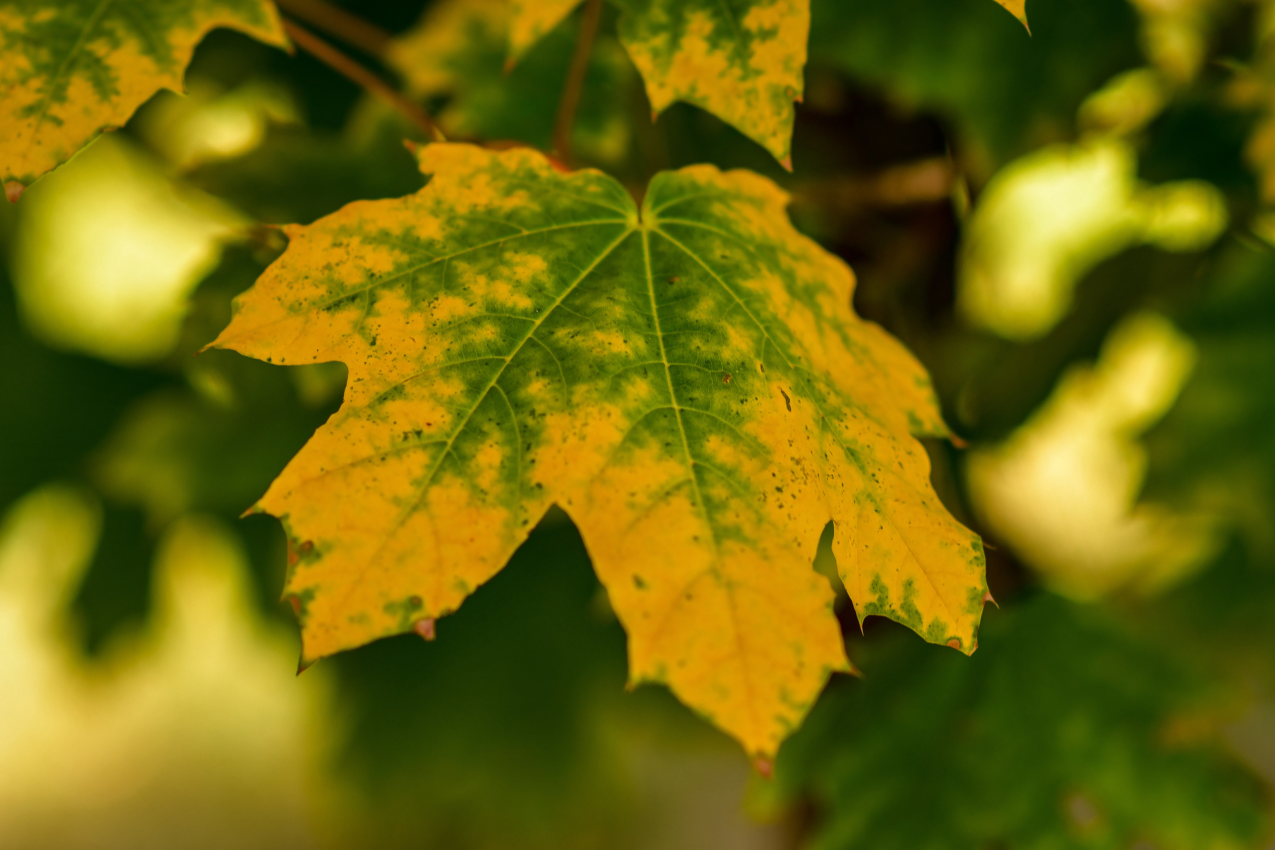 Природа. Семейный и свадебный фотограф в Донецке Донская Анастасия