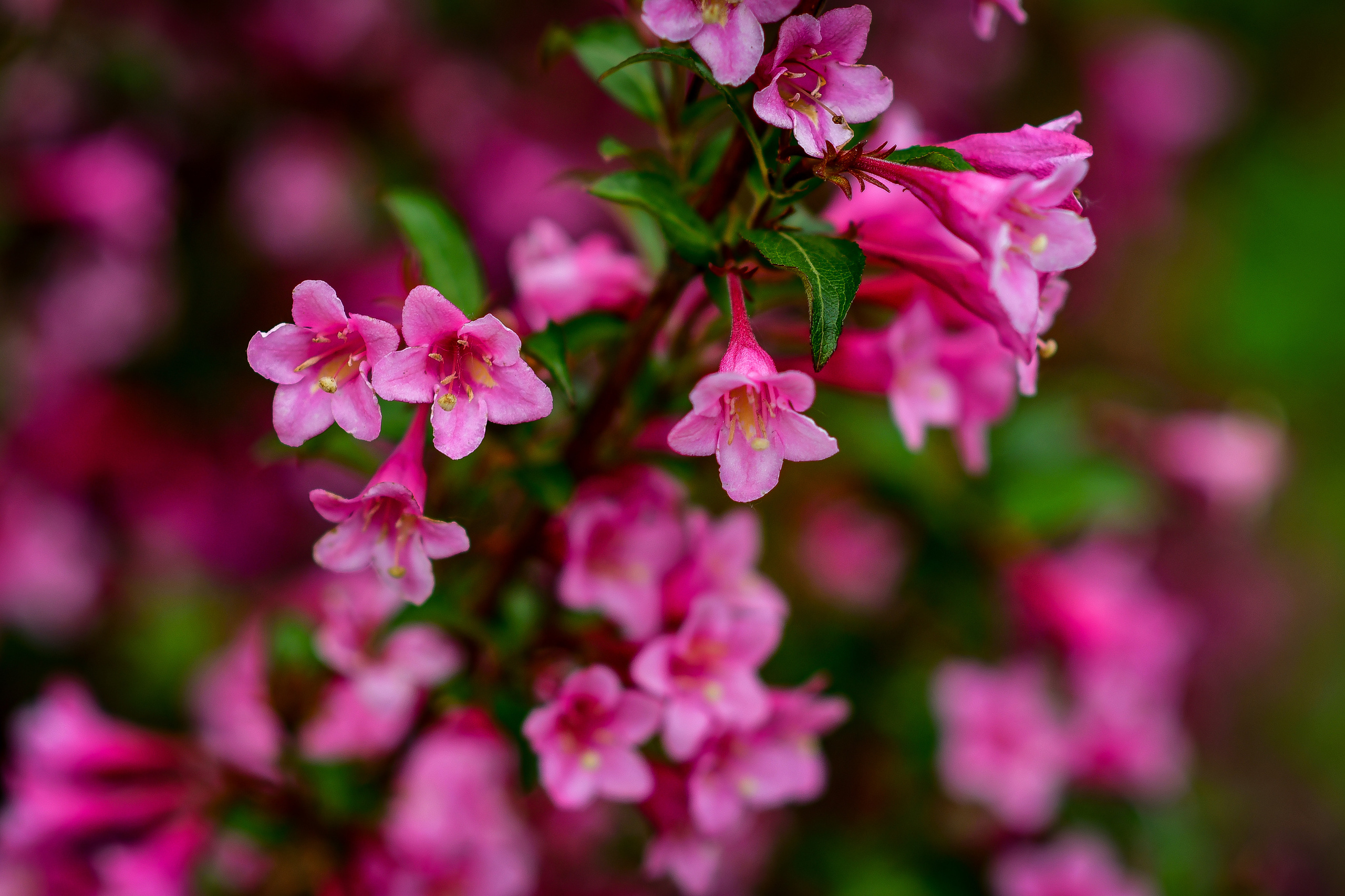 Природа. Семейный и свадебный фотограф в Донецке Донская Анастасия