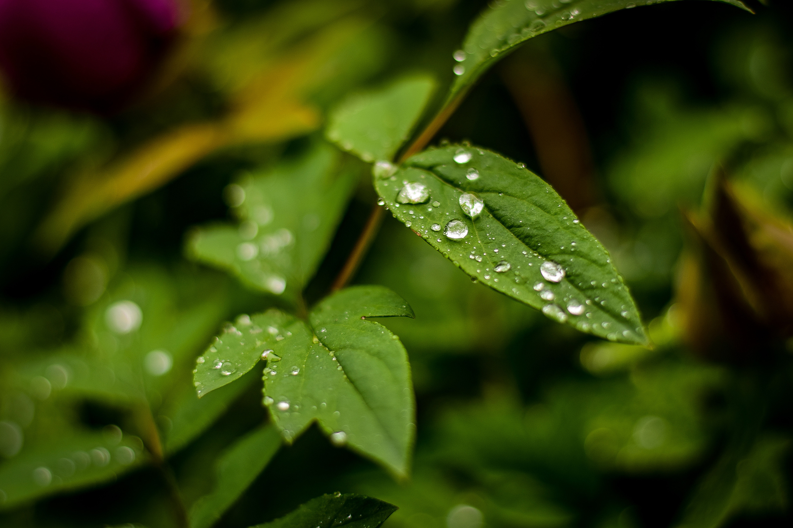 Природа. Семейный и свадебный фотограф в Донецке Донская Анастасия