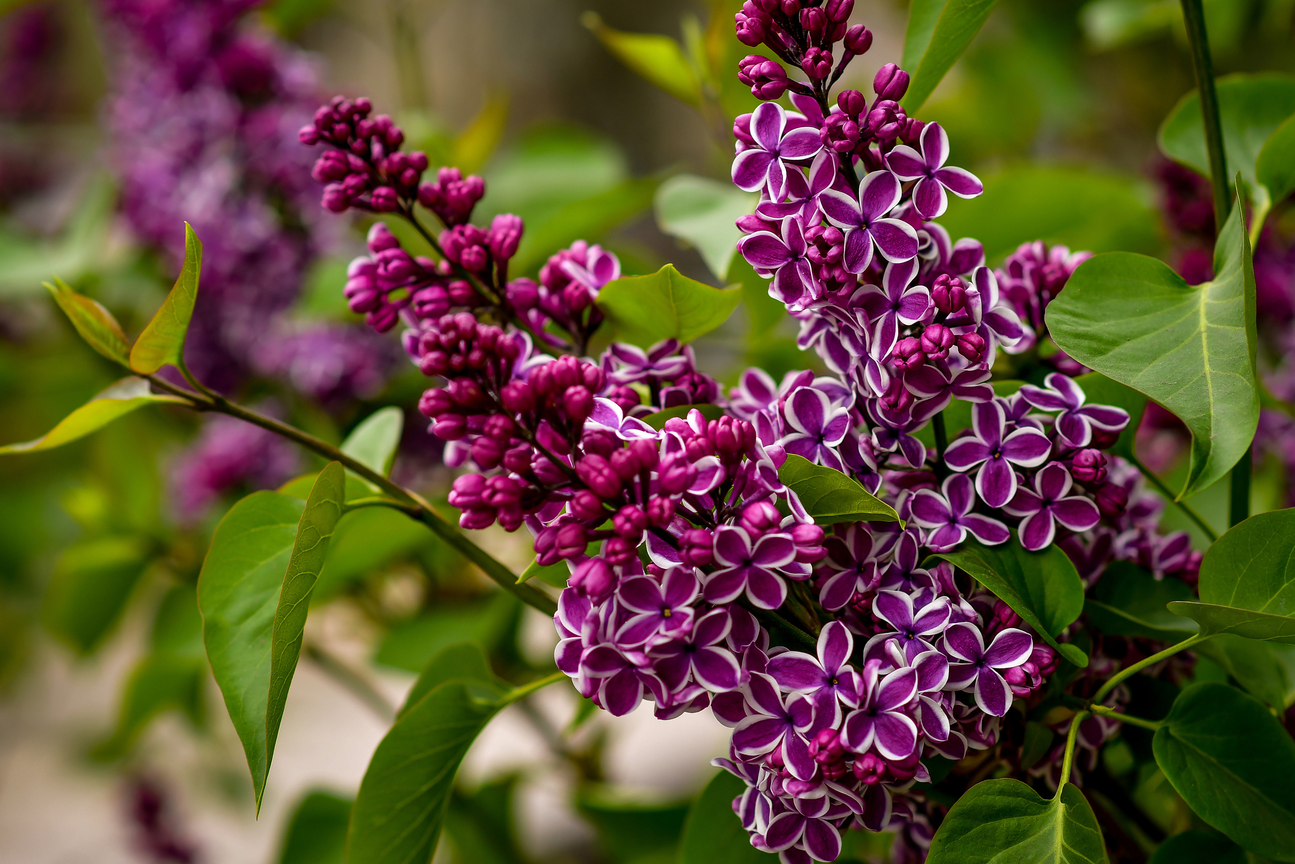 Природа. Семейный и свадебный фотограф в Донецке Донская Анастасия