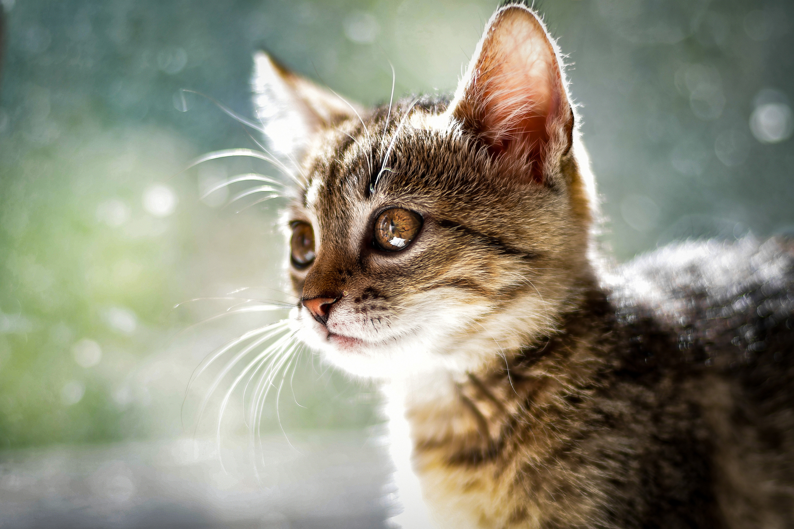 Природа. Семейный и свадебный фотограф в Донецке Донская Анастасия