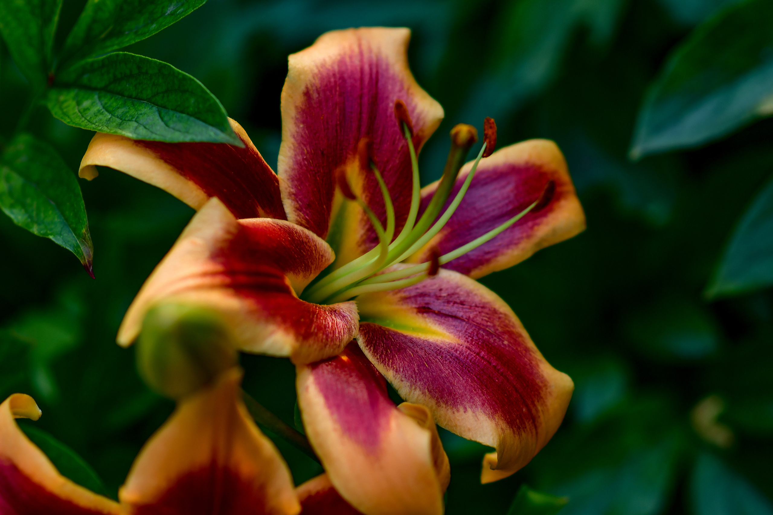 Природа. Семейный и свадебный фотограф в Донецке Донская Анастасия