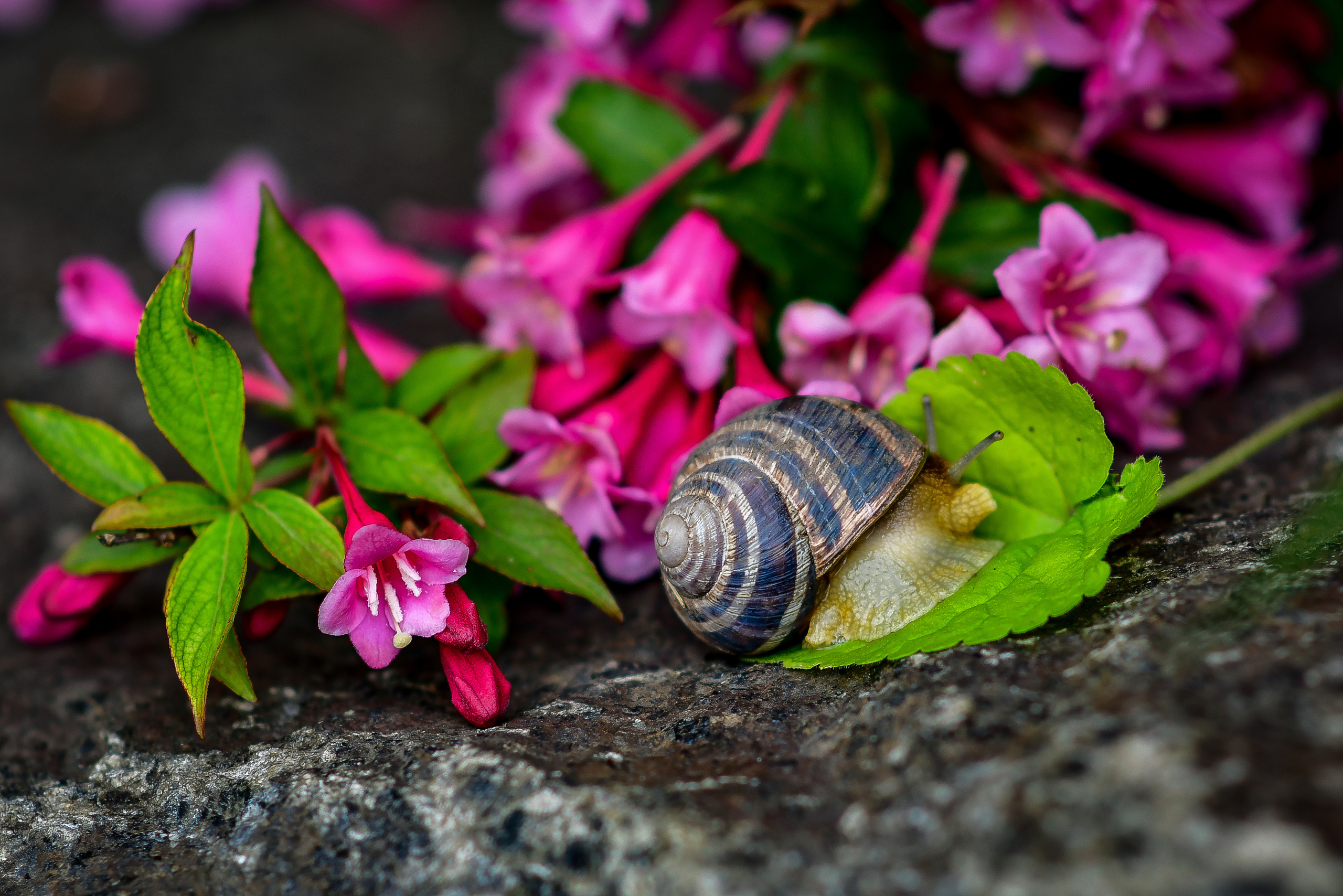 Природа. Семейный и свадебный фотограф в Донецке Донская Анастасия