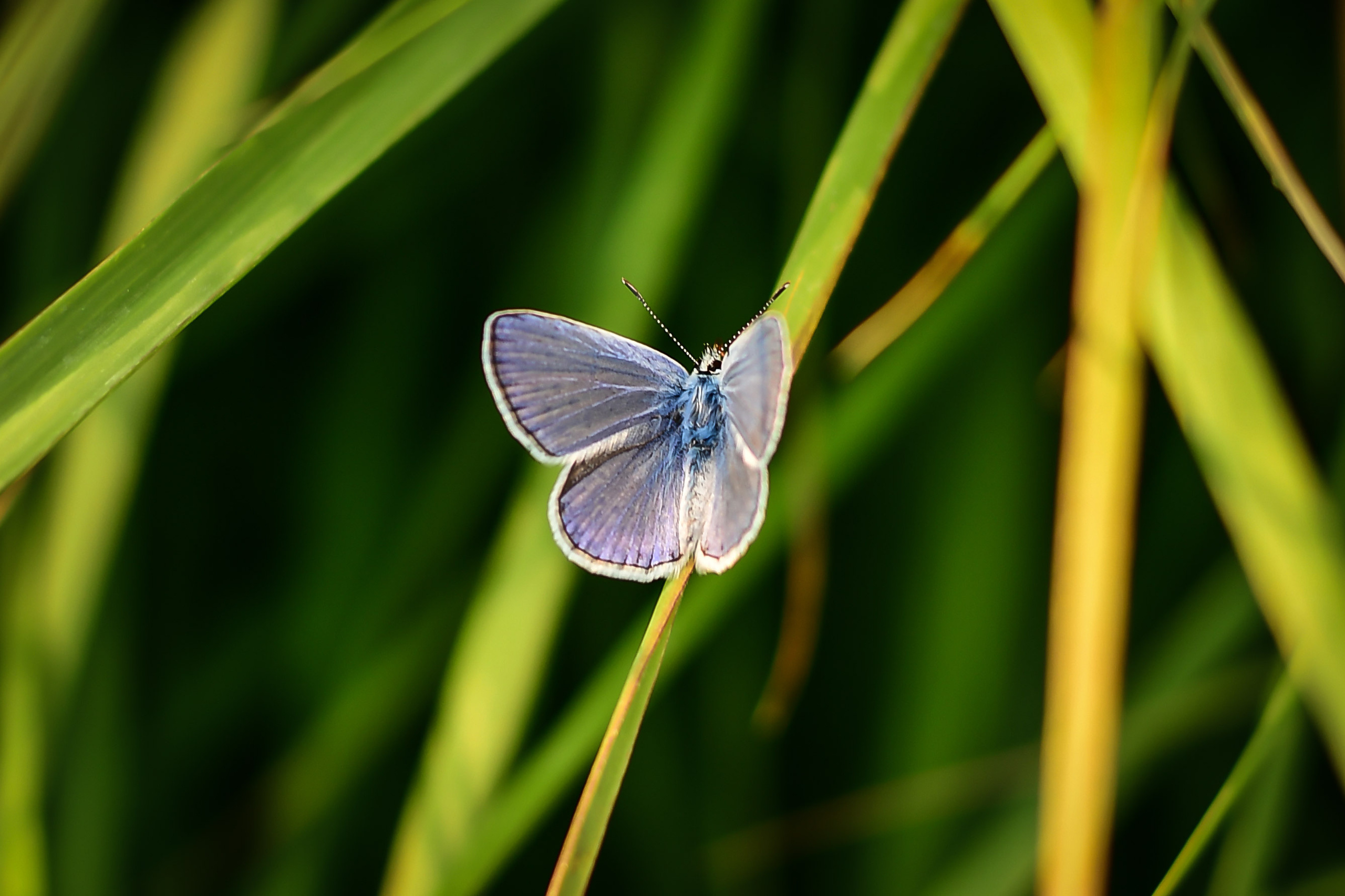 Природа. Семейный и свадебный фотограф в Донецке Донская Анастасия