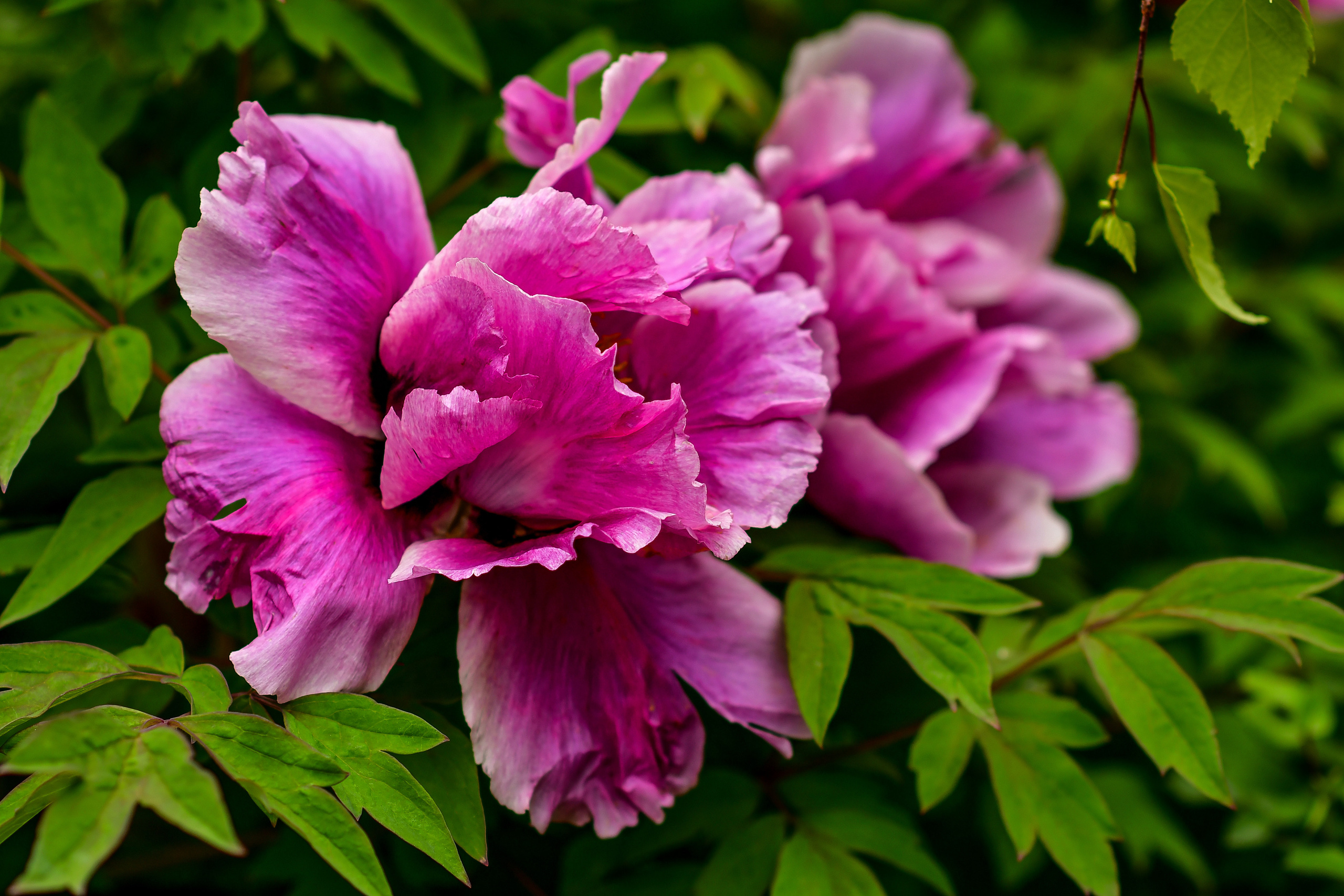 Природа. Семейный и свадебный фотограф в Донецке Донская Анастасия