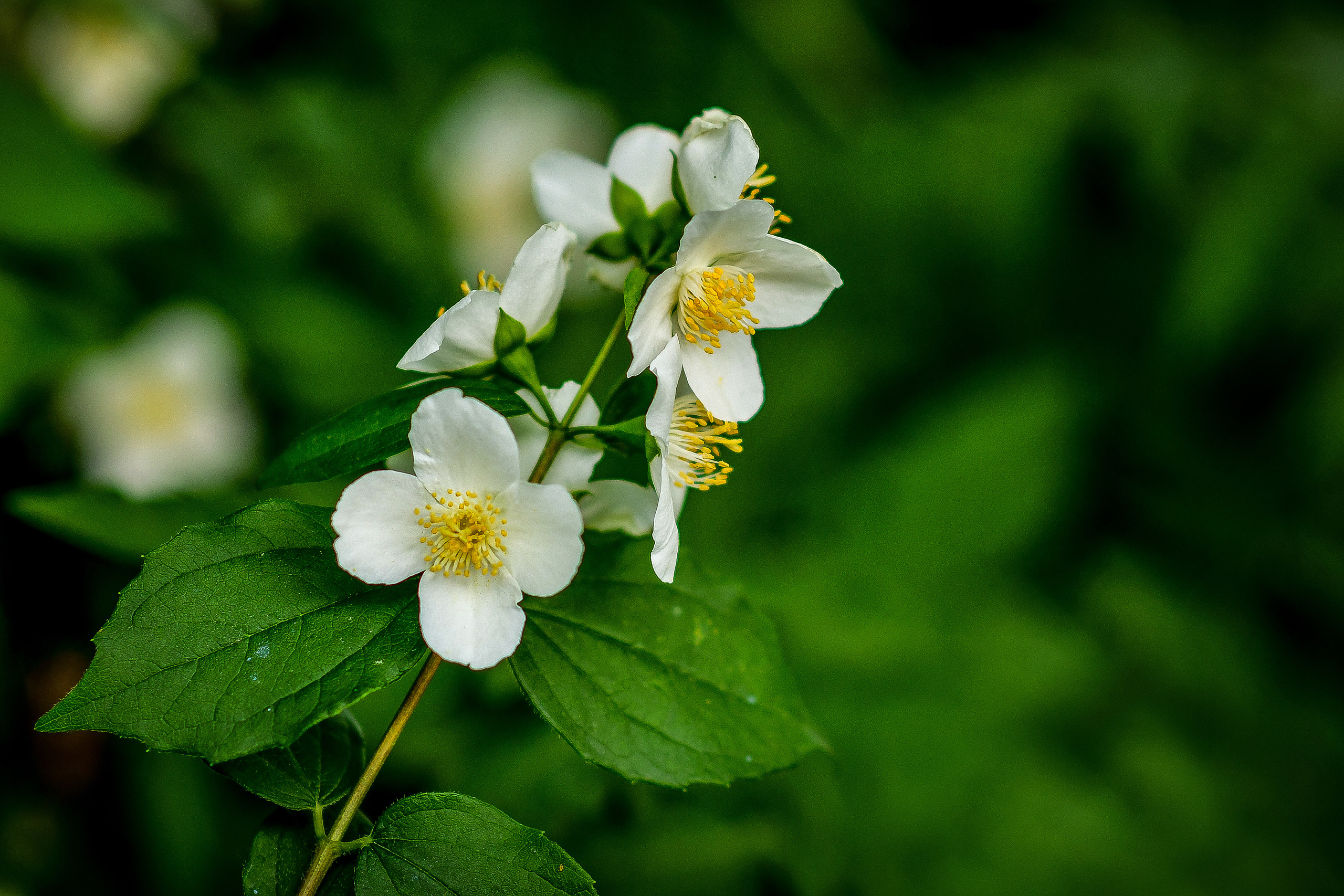 Природа. Семейный и свадебный фотограф в Донецке Донская Анастасия