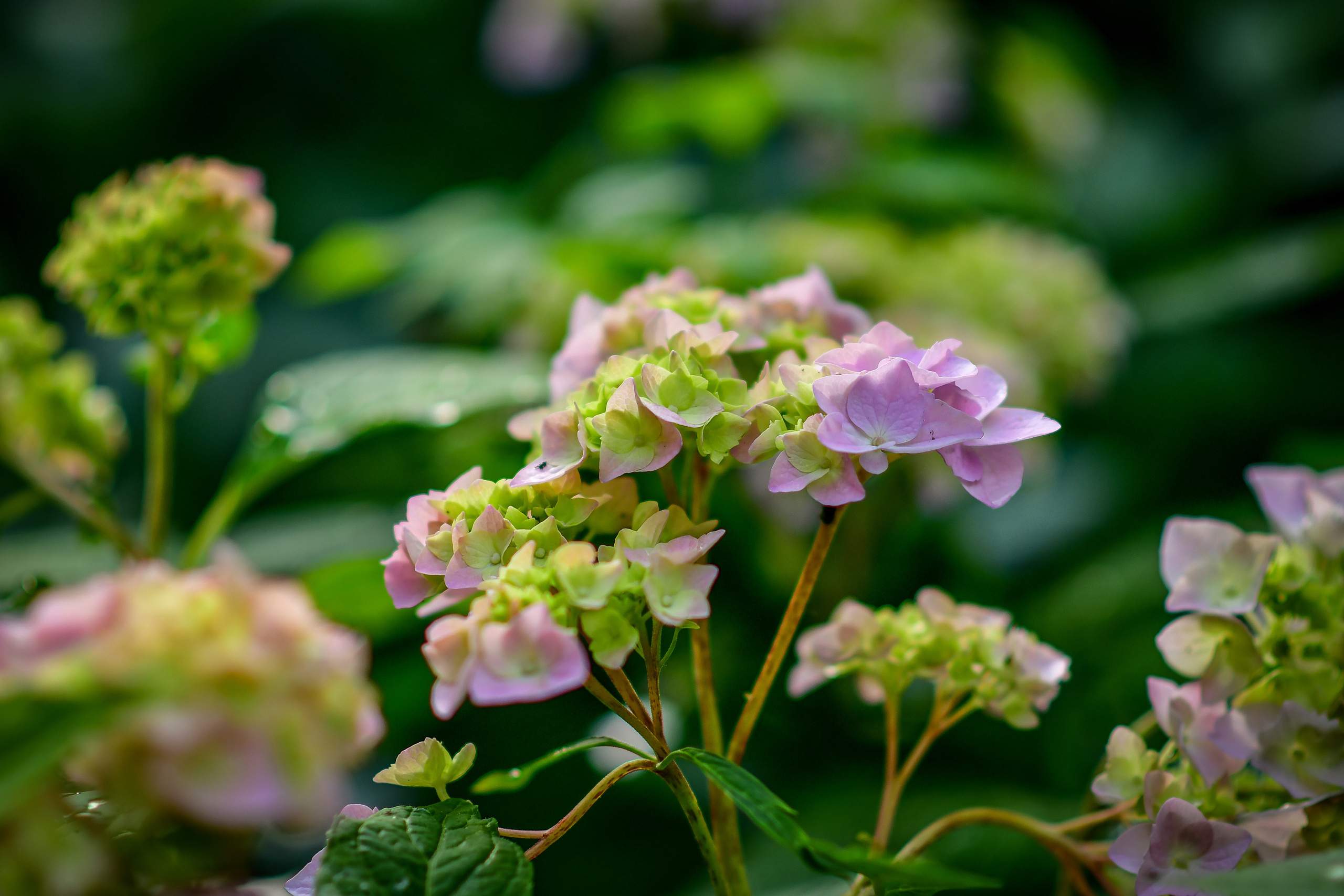 Природа. Семейный и свадебный фотограф в Донецке Донская Анастасия