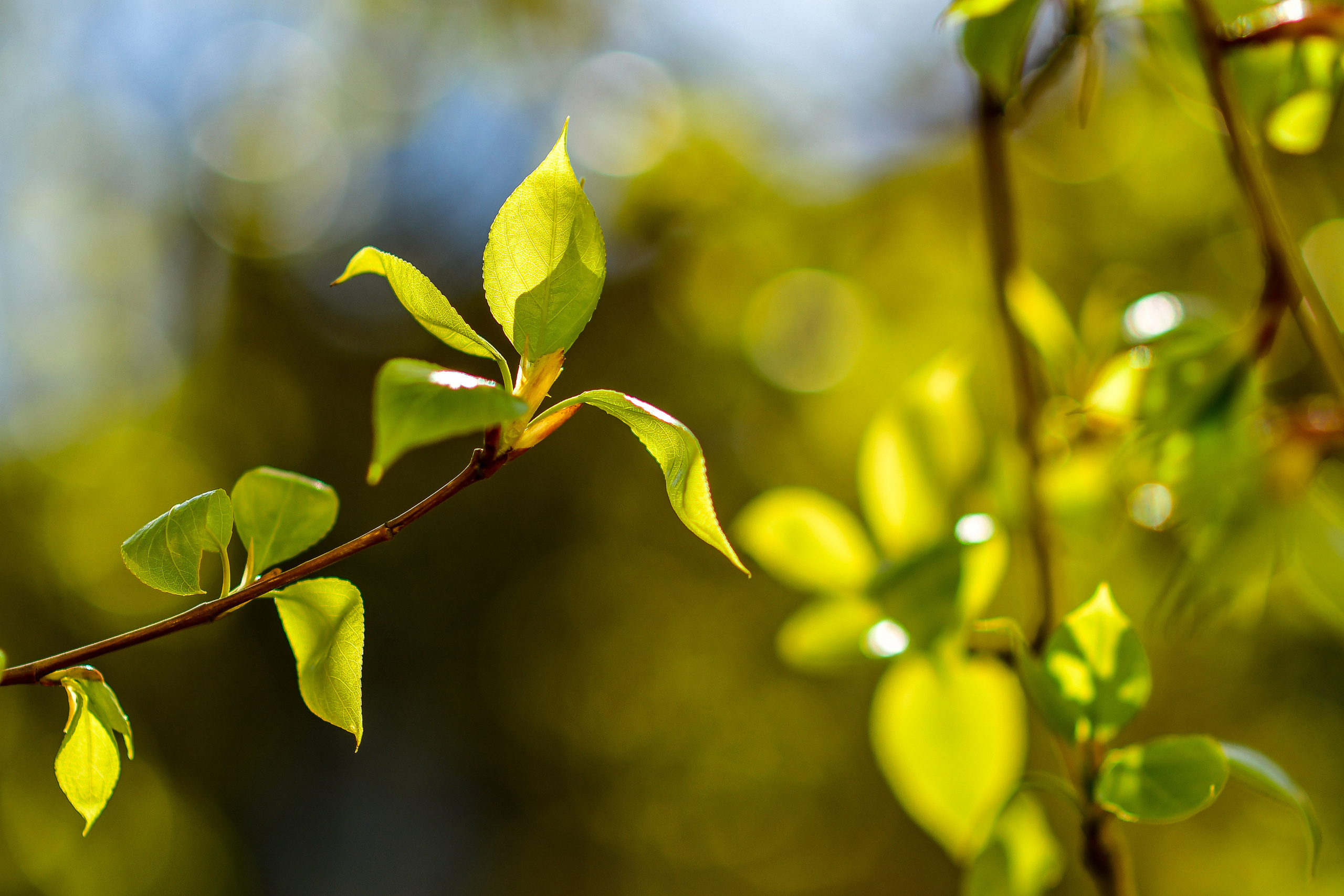 Природа. Семейный и свадебный фотограф в Донецке Донская Анастасия