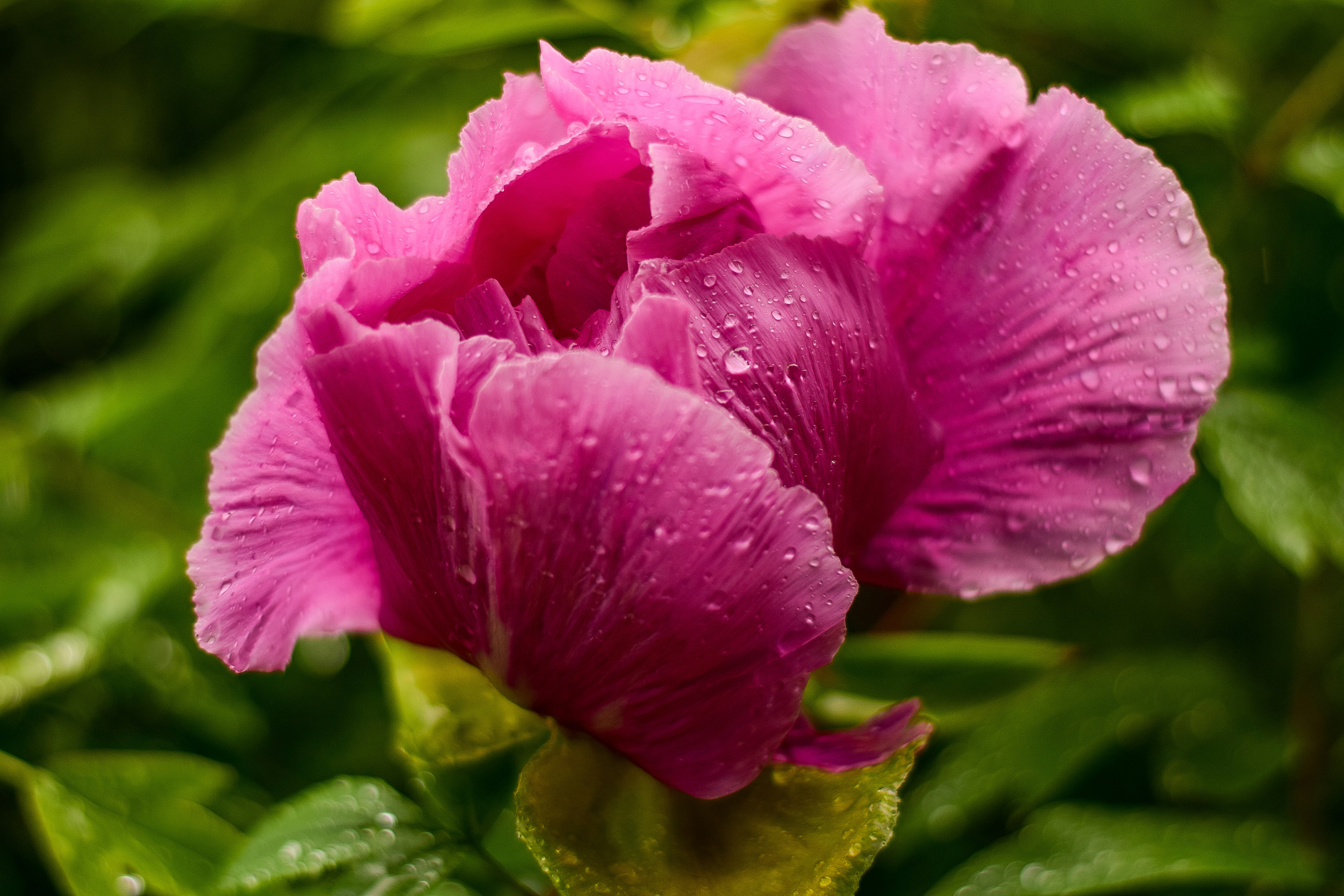 Природа. Семейный и свадебный фотограф в Донецке Донская Анастасия